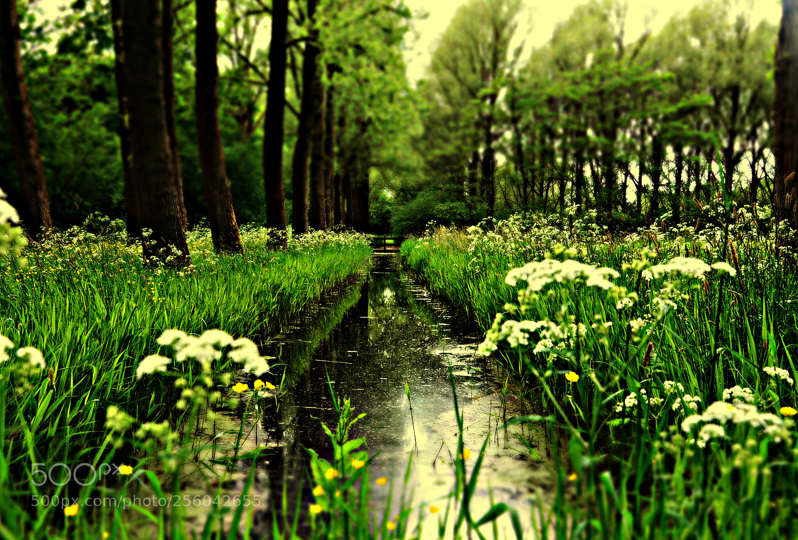 Nikon D5100 sample photo. Green forest photography