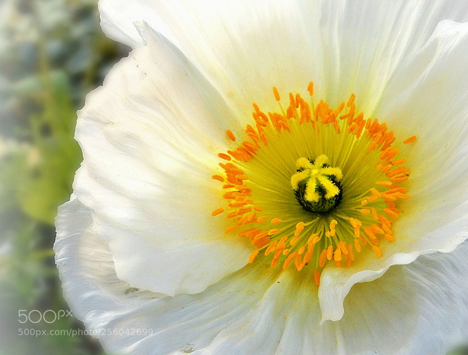 Nikon Coolpix S9900 sample photo. Peaceful thoughts photography