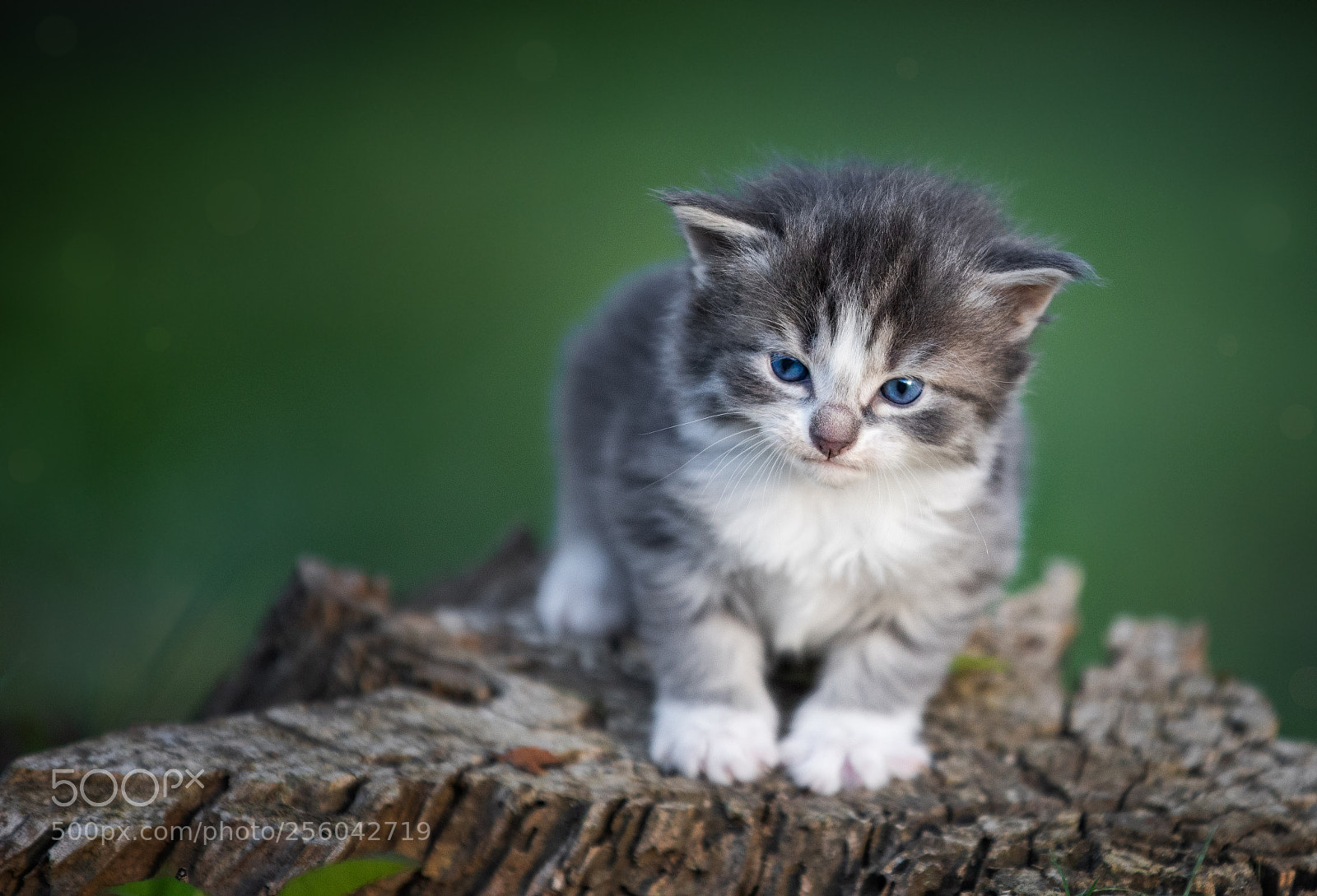 Canon EOS 5D Mark IV sample photo. Kitten stare photography