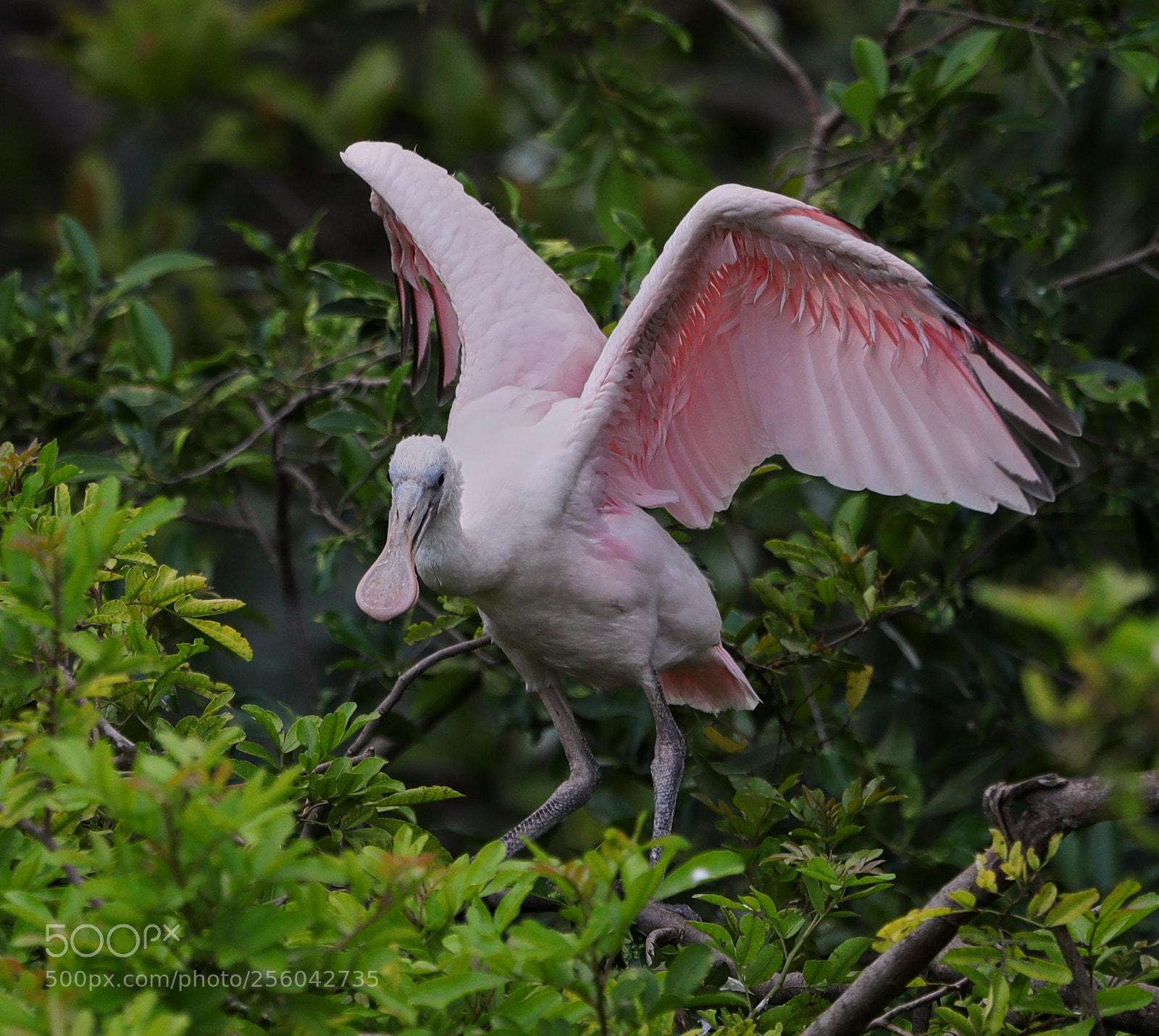 Canon EOS-1D X Mark II sample photo. 05-01-18-0015686.jpg photography