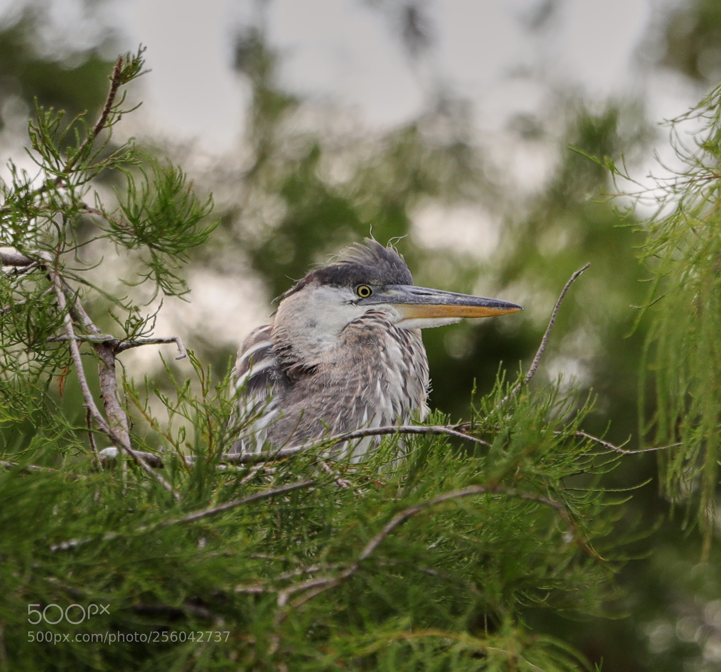 Canon EOS-1D X Mark II sample photo. 05-01-18-0015685.jpg photography