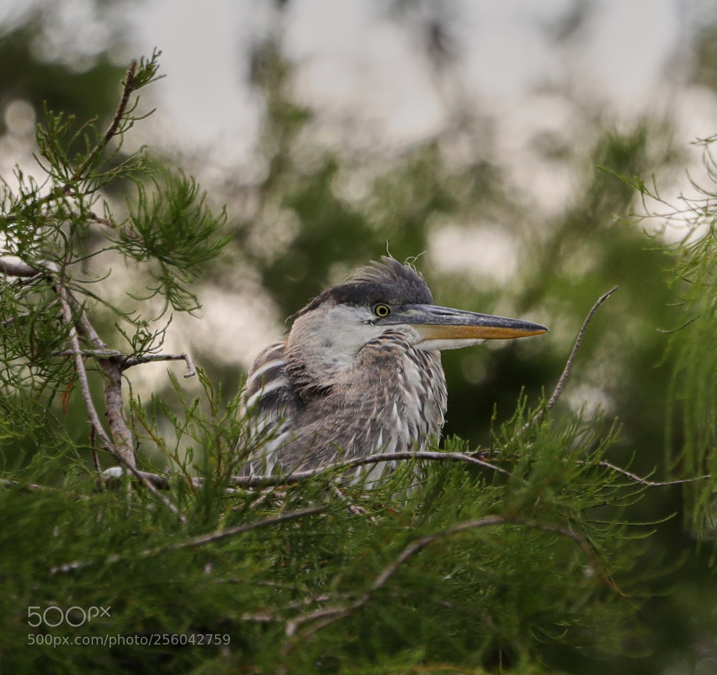 Canon EOS-1D X Mark II sample photo. 05-01-18-0015684.jpg photography