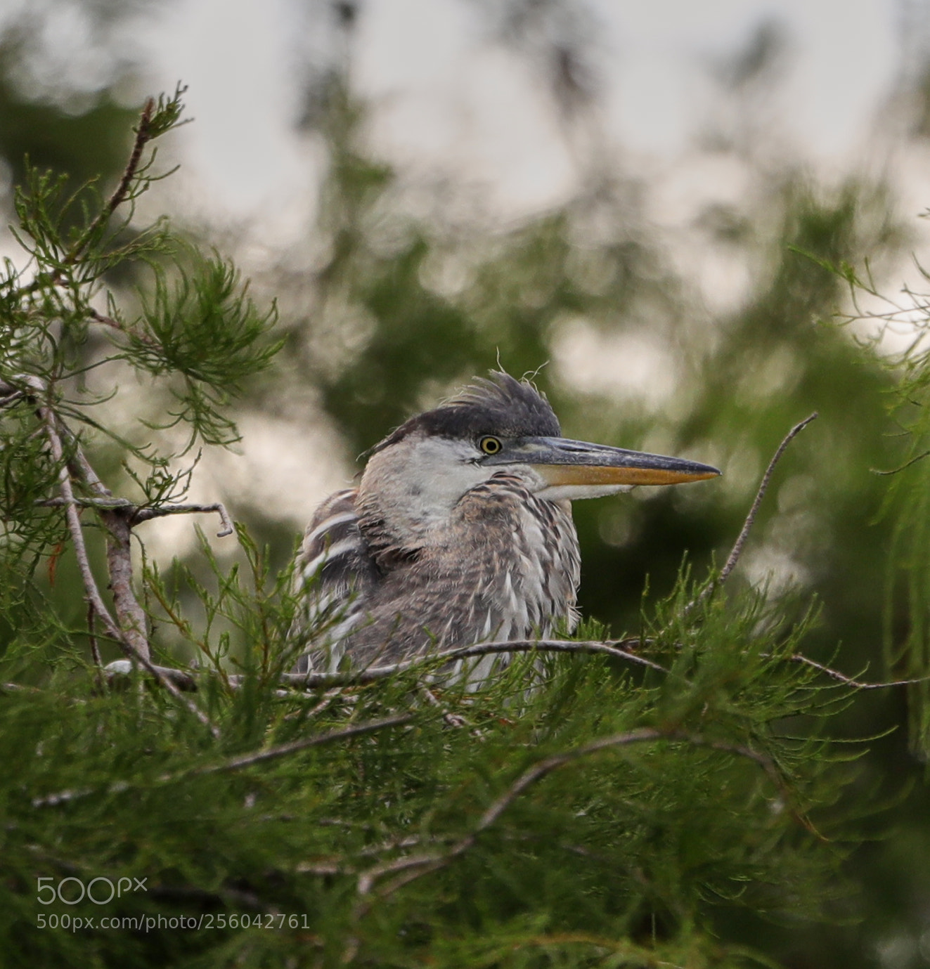 Canon EOS-1D X Mark II sample photo. 05-01-18-0015683.jpg photography