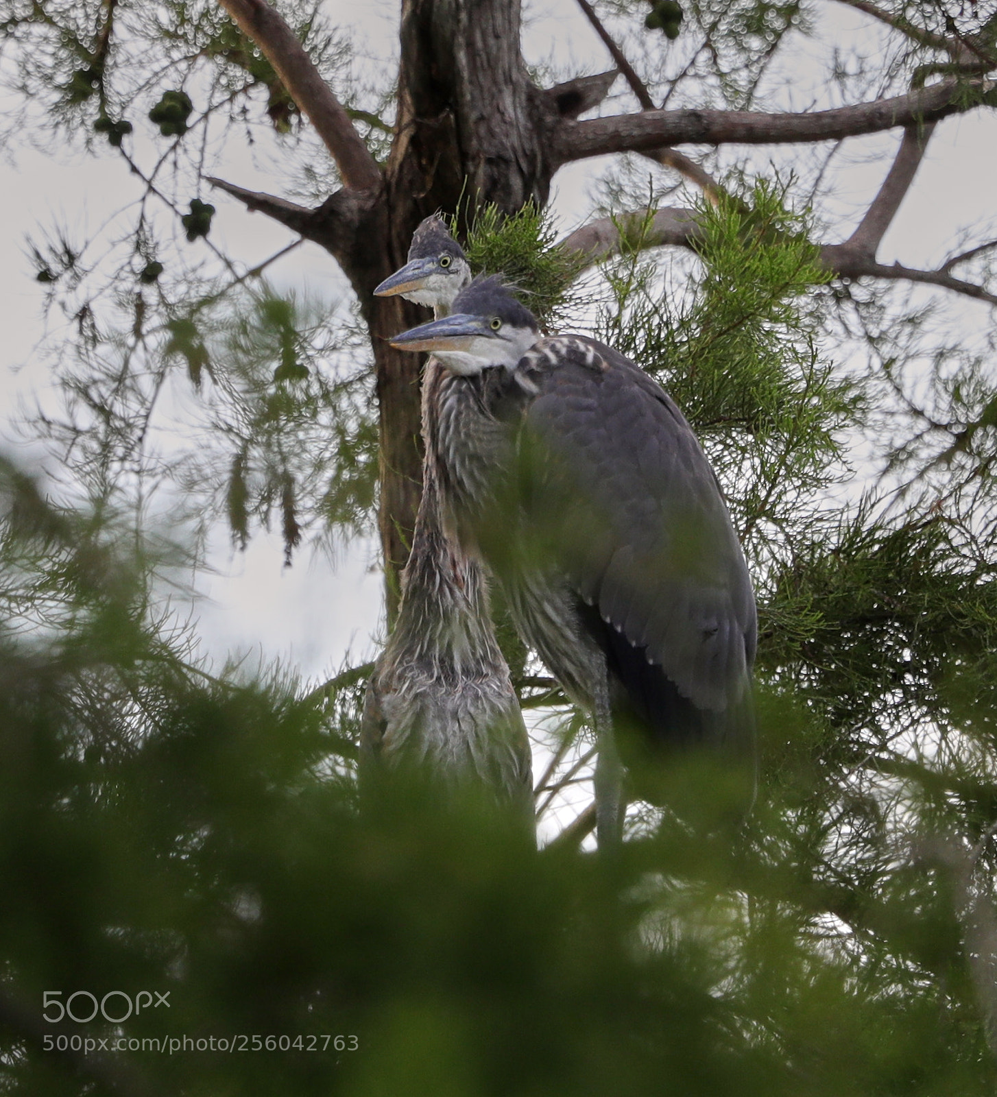Canon EOS-1D X Mark II sample photo. 05-01-18-0015682.jpg photography