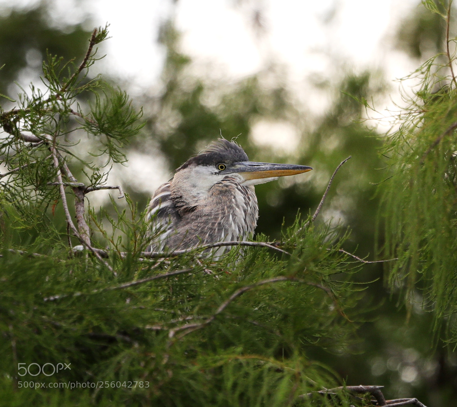 Canon EOS-1D X Mark II sample photo. 05-01-18-0015679.jpg photography