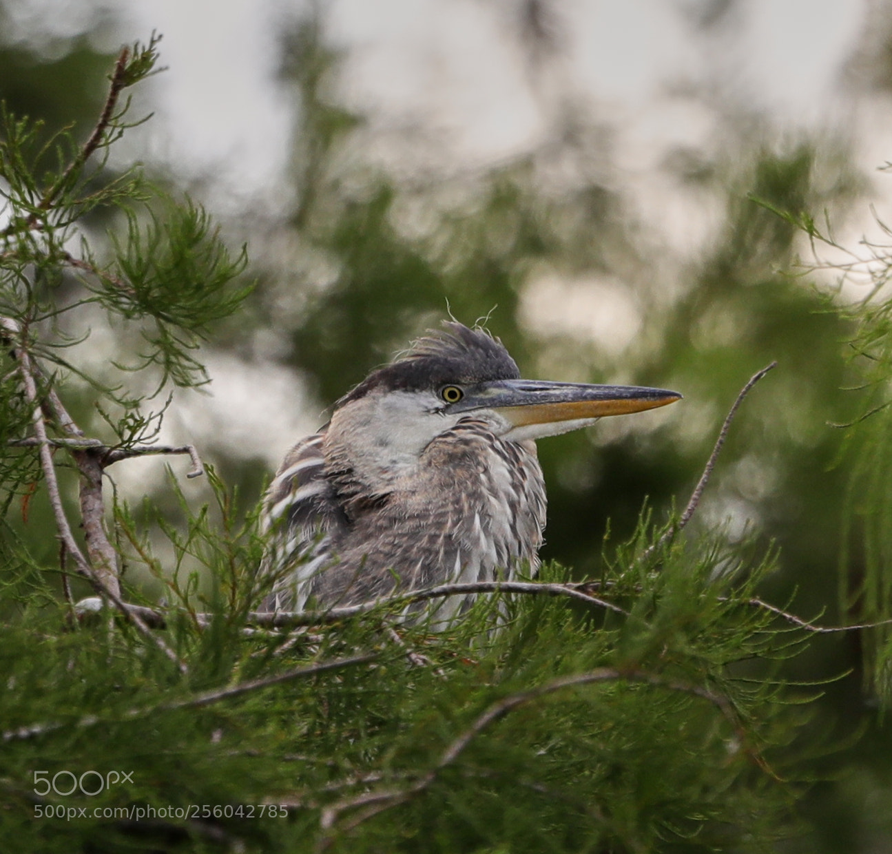 Canon EOS-1D X Mark II sample photo. 05-01-18-0015678.jpg photography