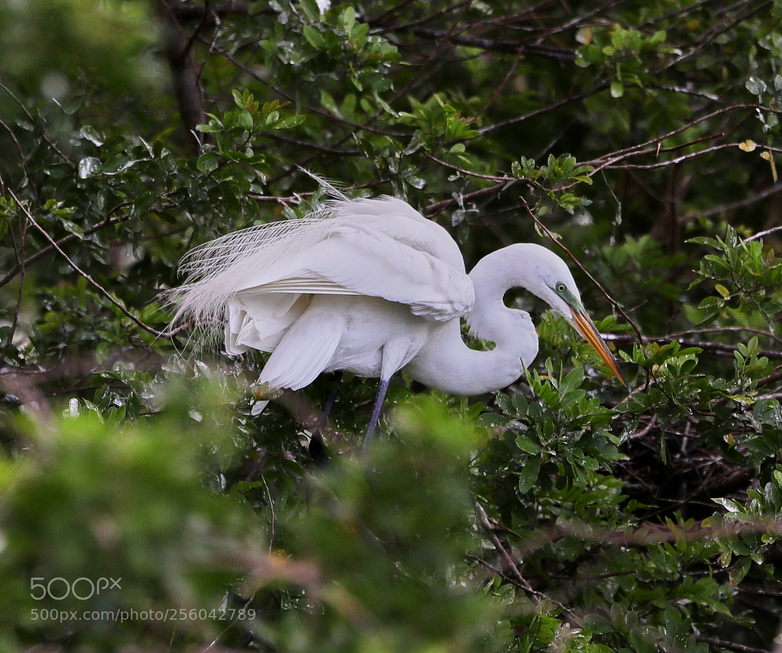 Canon EOS-1D X Mark II sample photo. 05-01-18-0015676.jpg photography