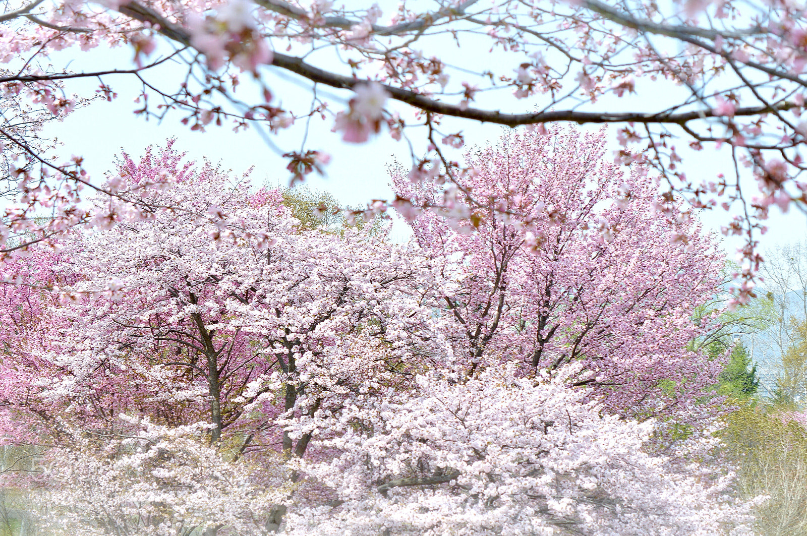 Nikon D3200 sample photo. ❀ spring pink ❀ photography