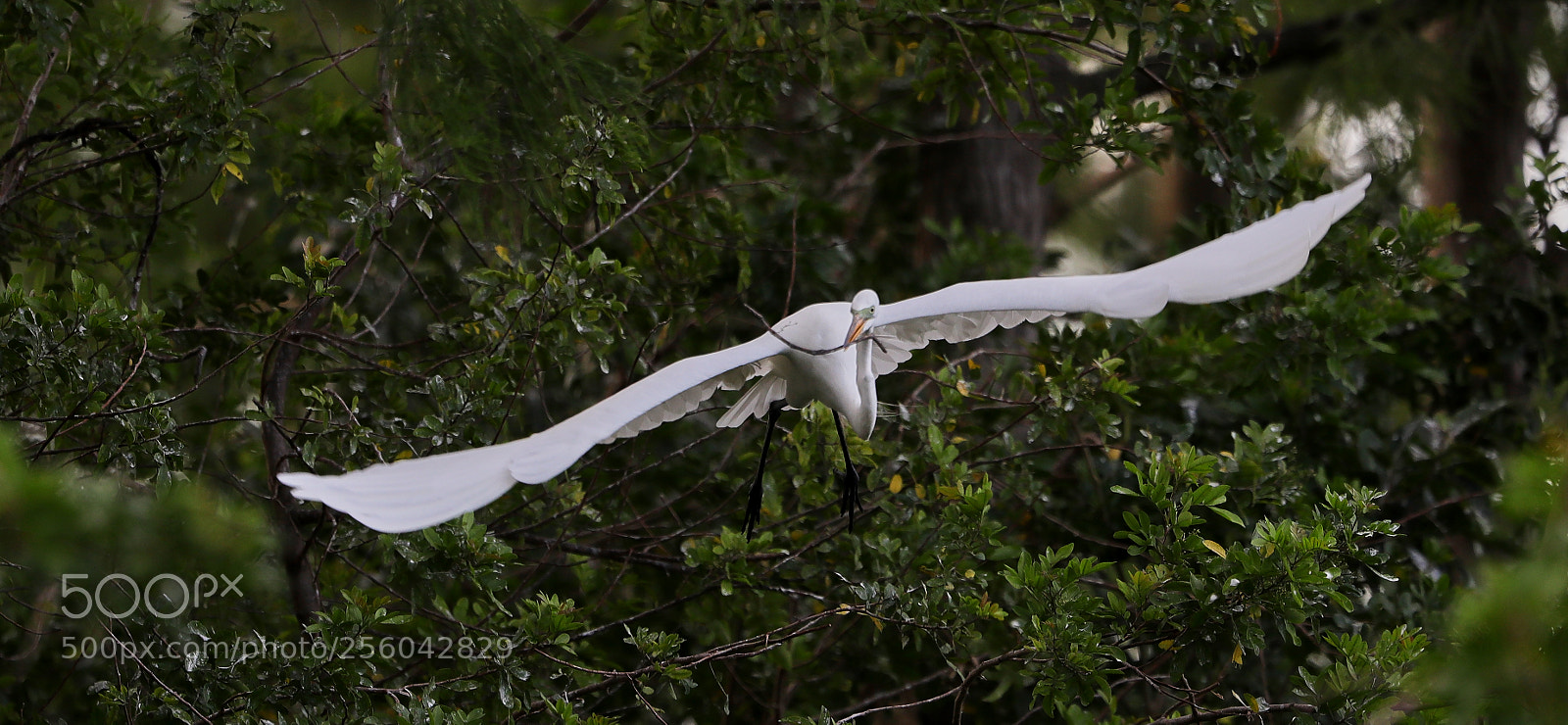 Canon EOS-1D X Mark II sample photo. 05-01-18-0015673.jpg photography