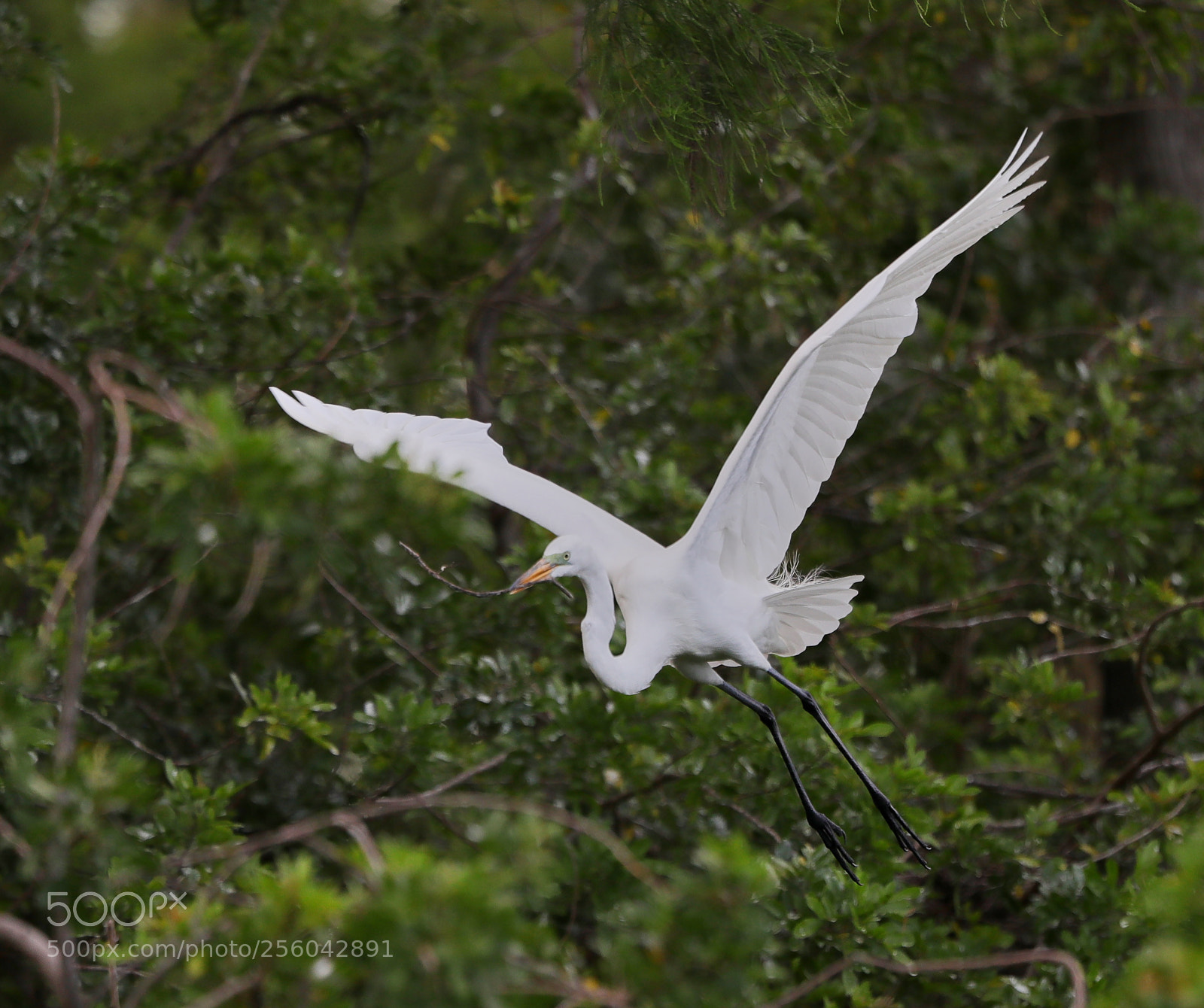 Canon EOS-1D X Mark II sample photo. 05-01-18-0015671.jpg photography