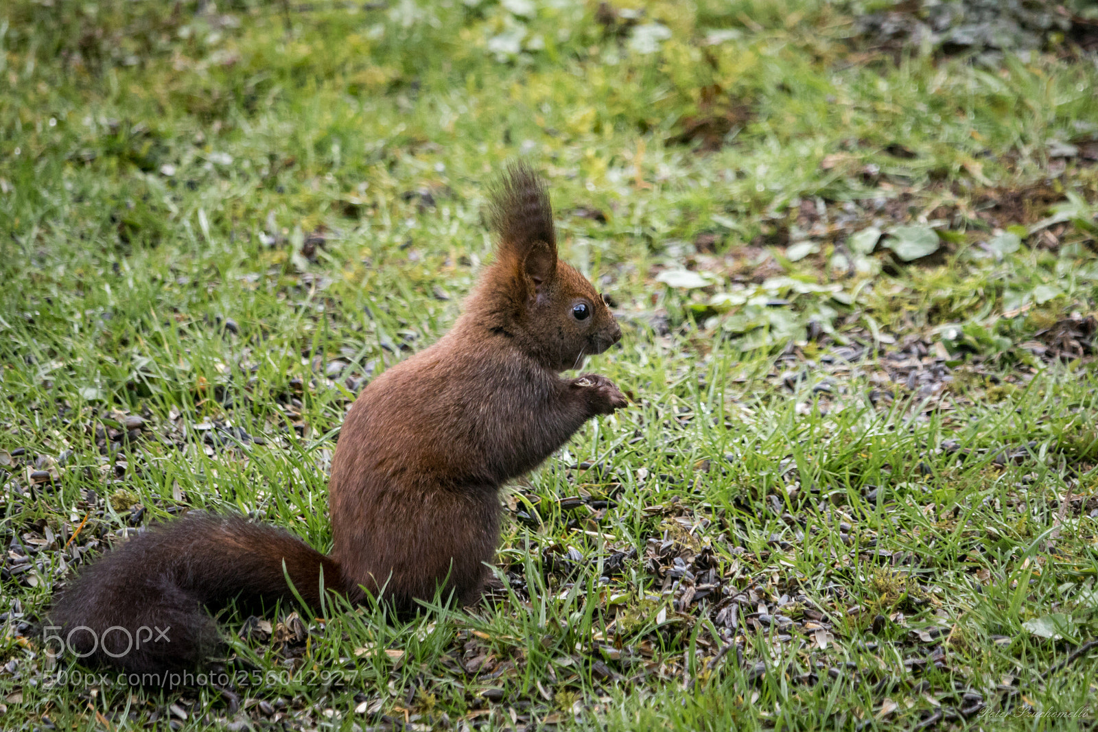 Canon EOS 750D (EOS Rebel T6i / EOS Kiss X8i) sample photo. Eichh rnchen beim fr photography
