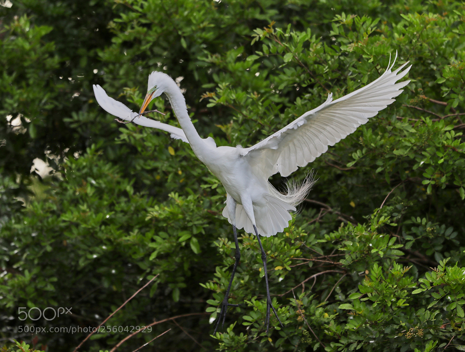 Canon EOS-1D X Mark II sample photo. 05-01-18-0015666.jpg photography