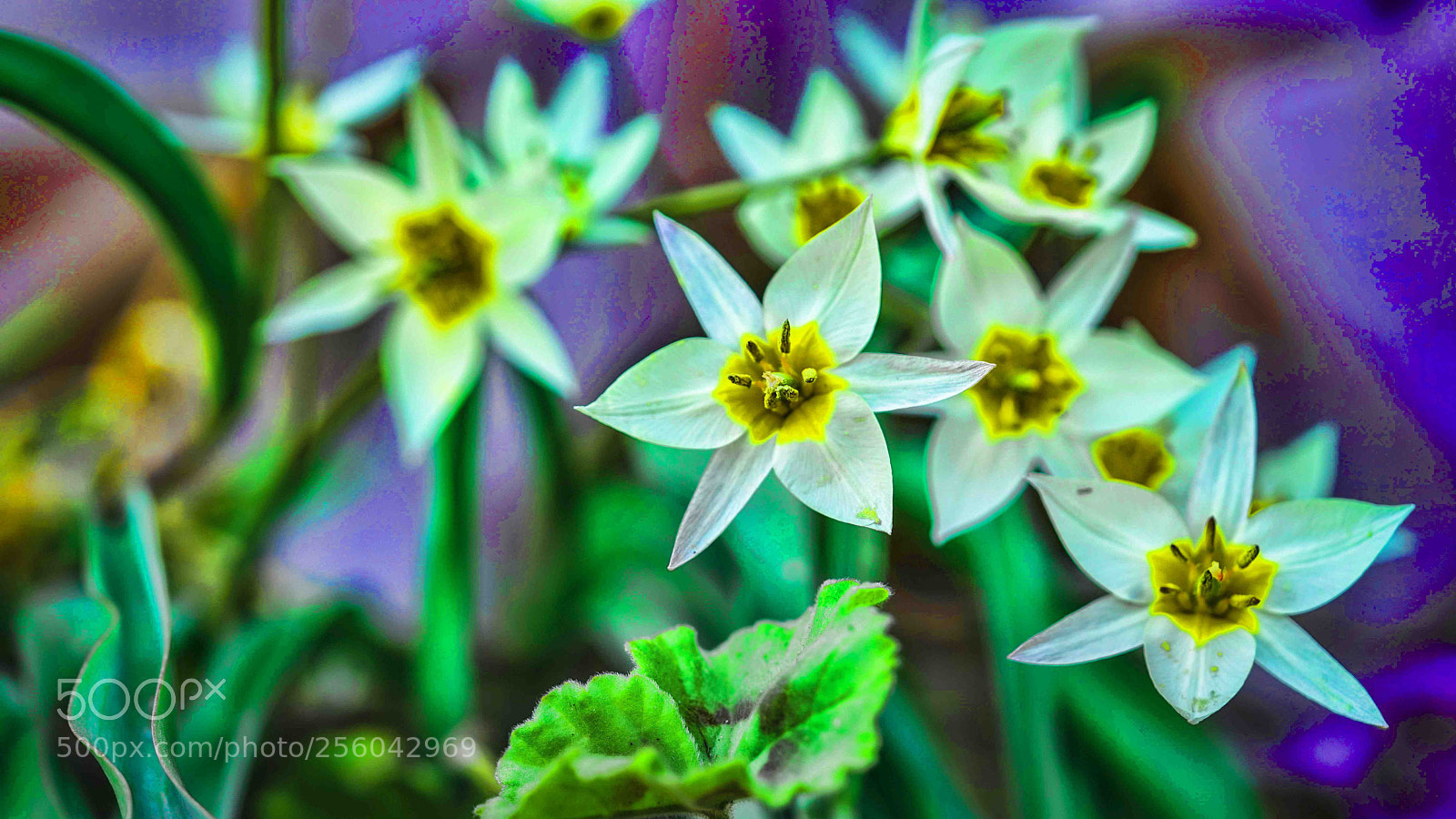 Sony a7 sample photo. Turkistan tulip... photography