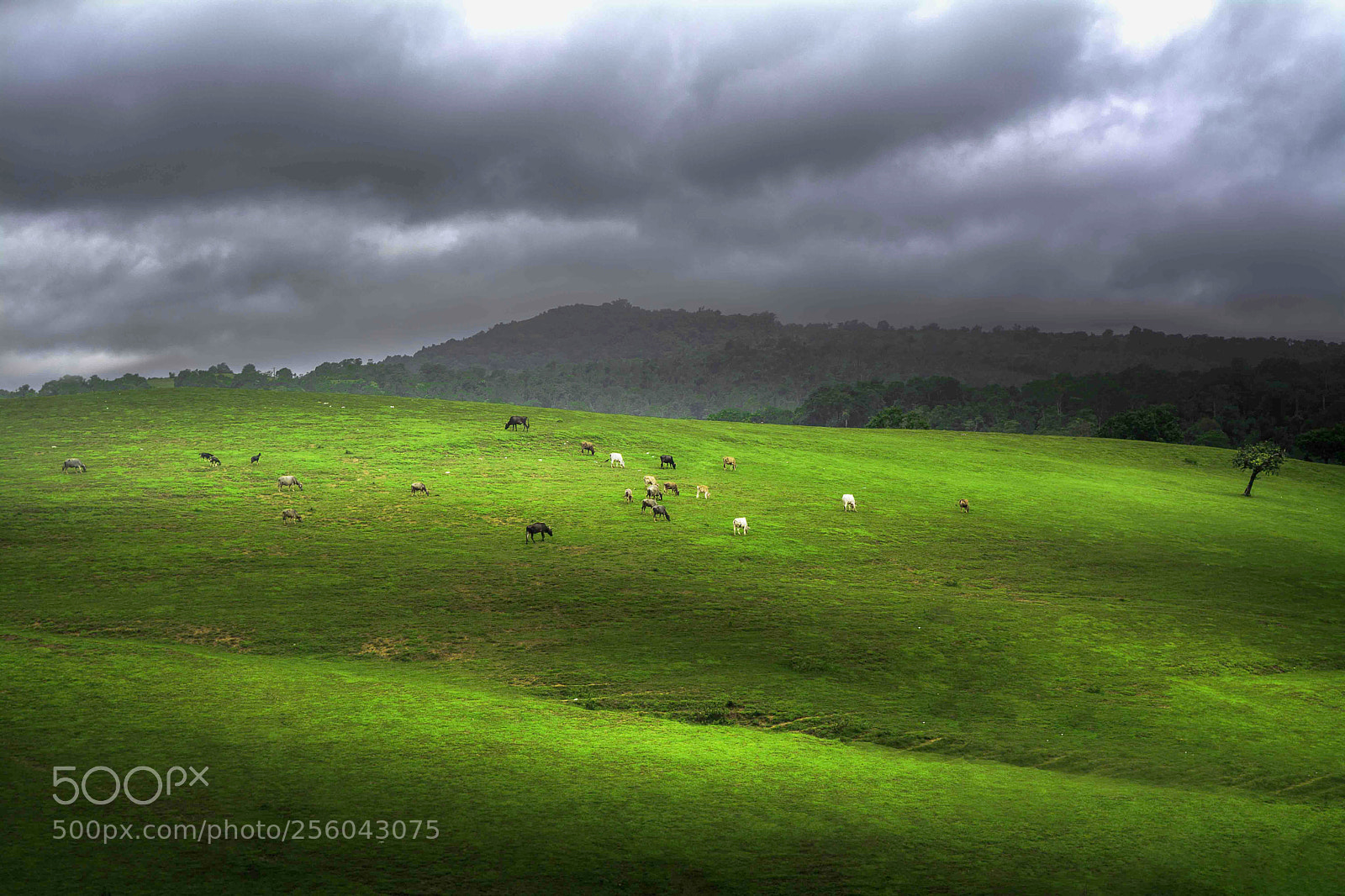 Nikon D5200 sample photo. Bisle ghat photography