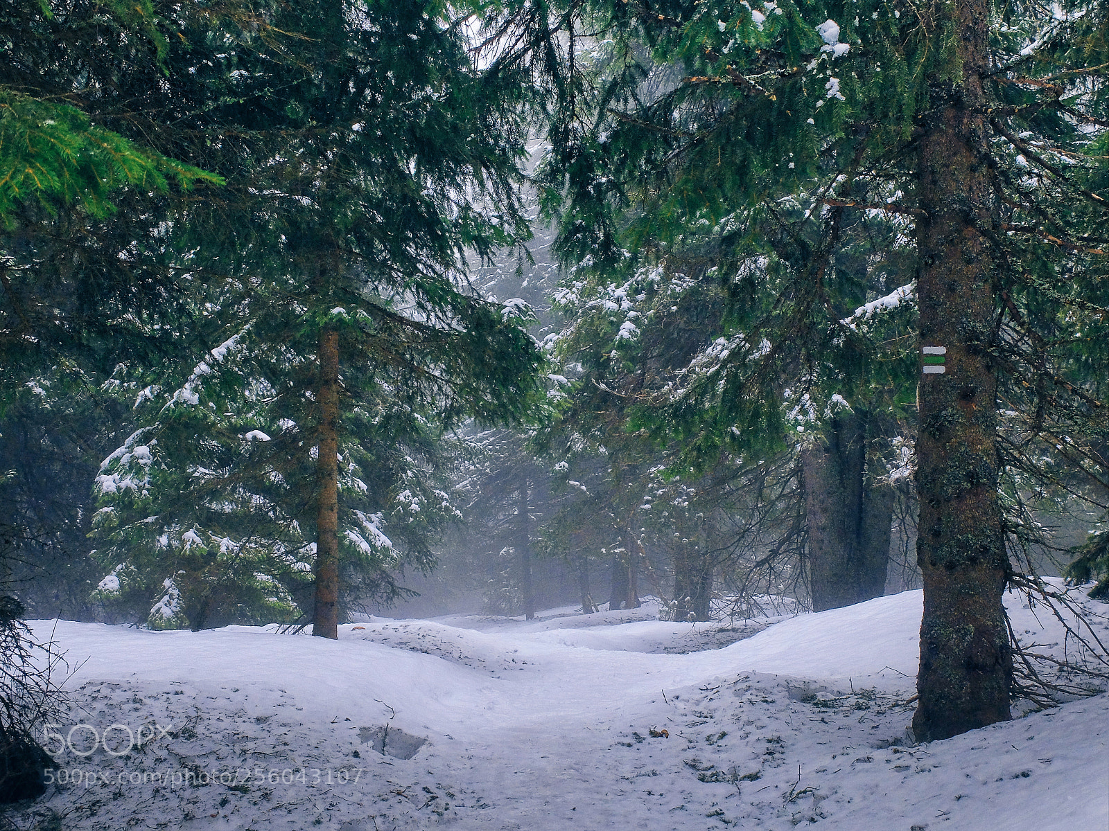 Fujifilm X30 sample photo. Misty forest photography