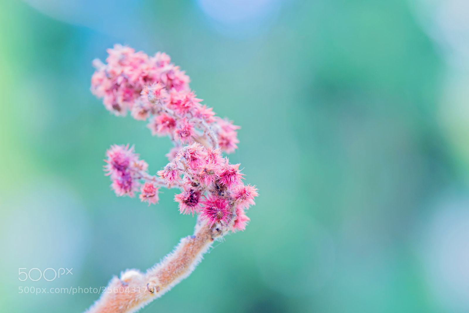 Nikon D610 sample photo. Rhus typhina single flower. photography