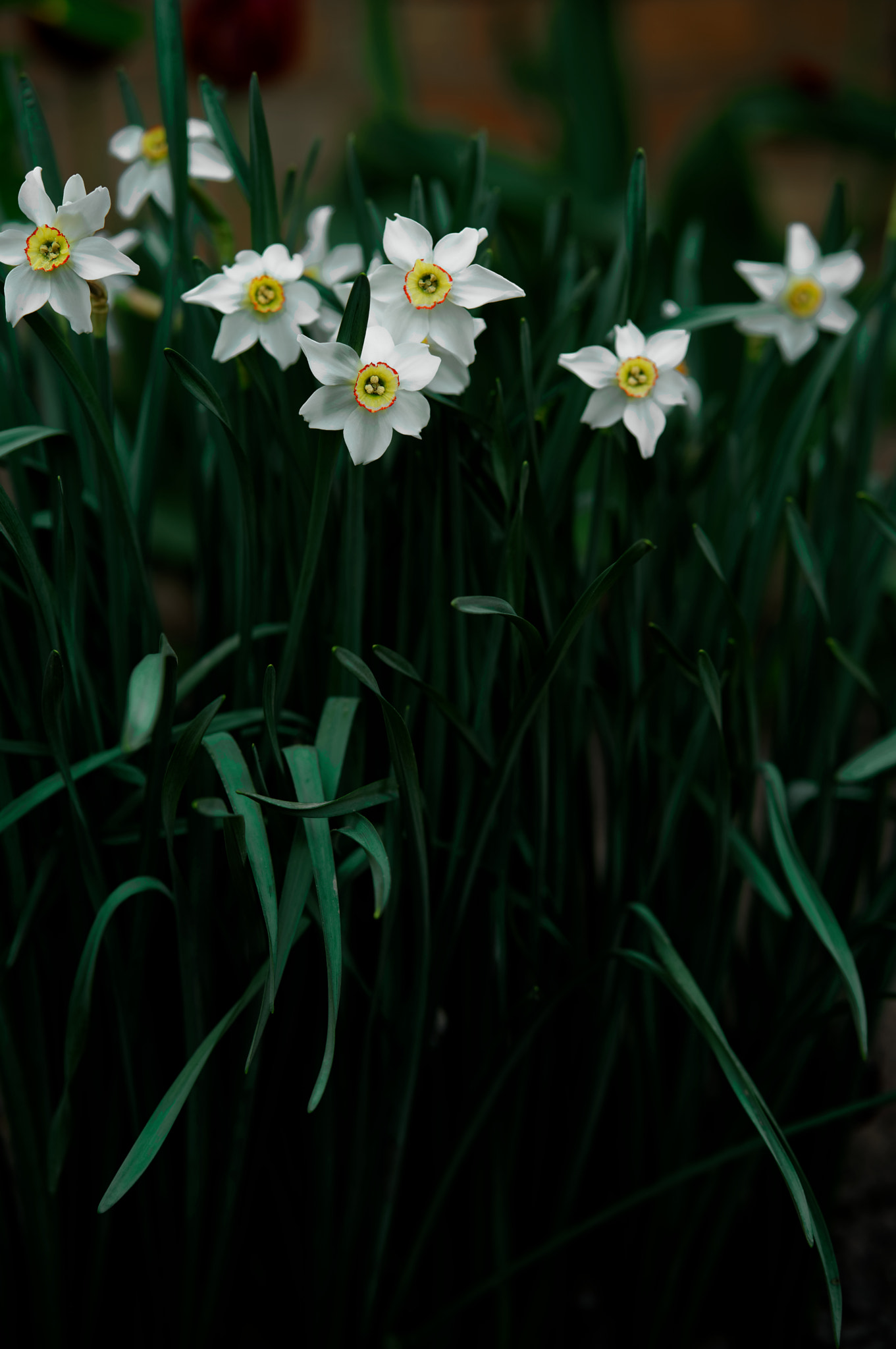 Sony a7 II + ZEISS Batis 85mm F1.8 sample photo. Narcissus flowering photography