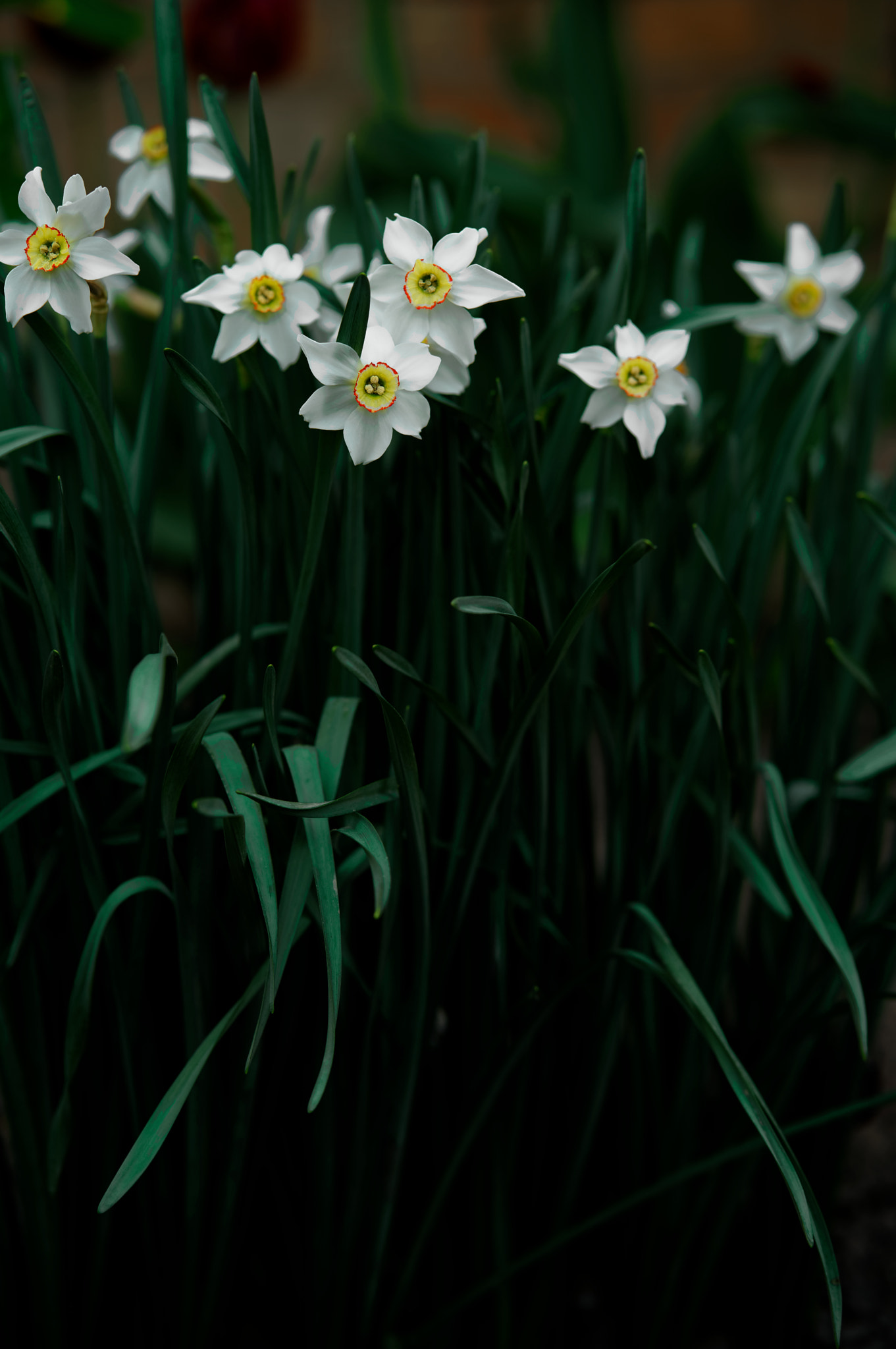 ZEISS Batis 85mm F1.8 sample photo. Narcissus flowering photography