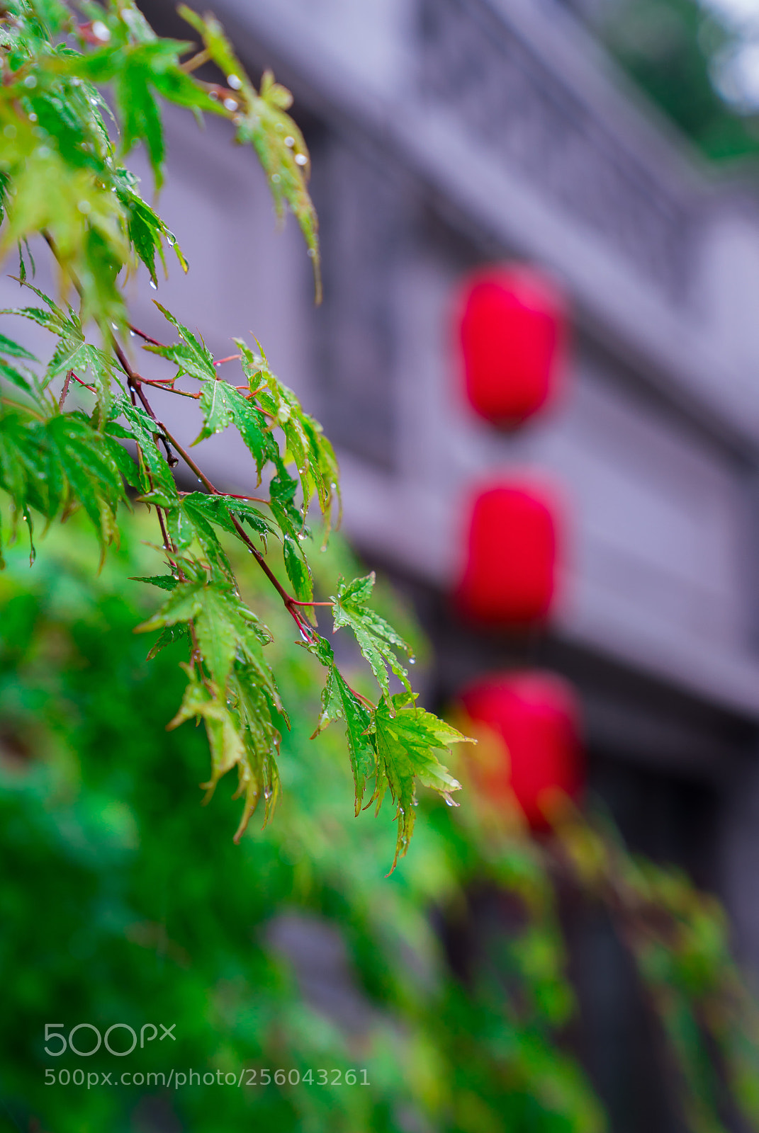 Sony a7R II sample photo. Untitled photography