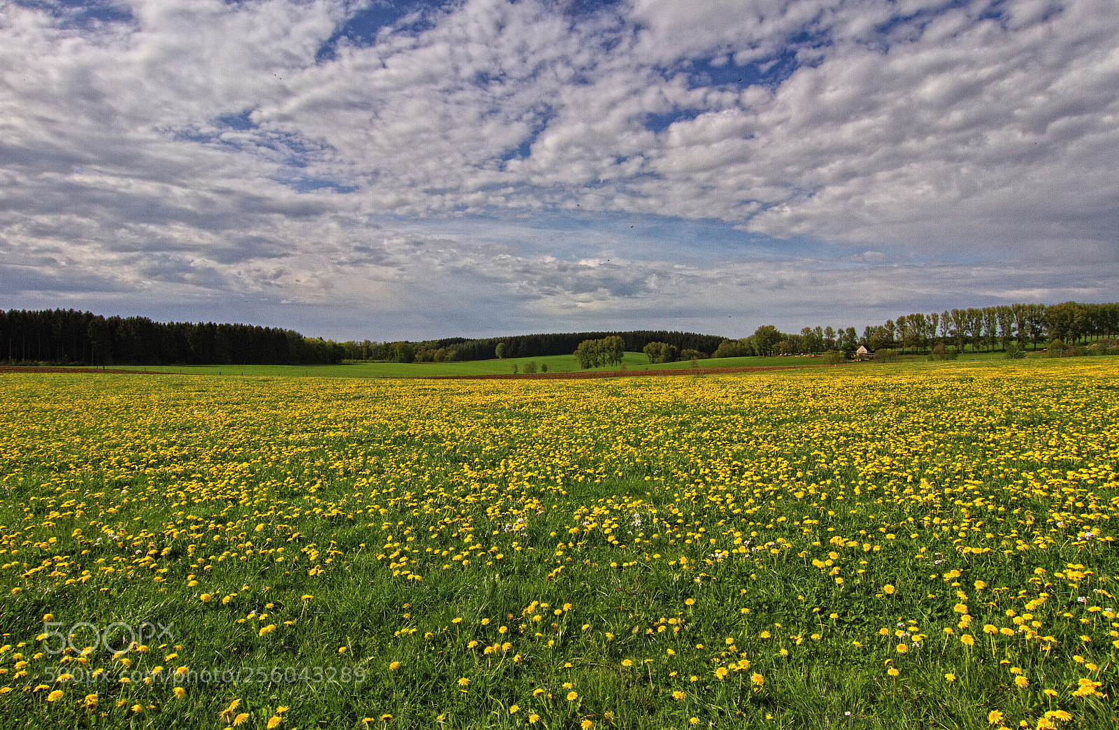 Canon EOS 7D sample photo. Blooming meadow photography