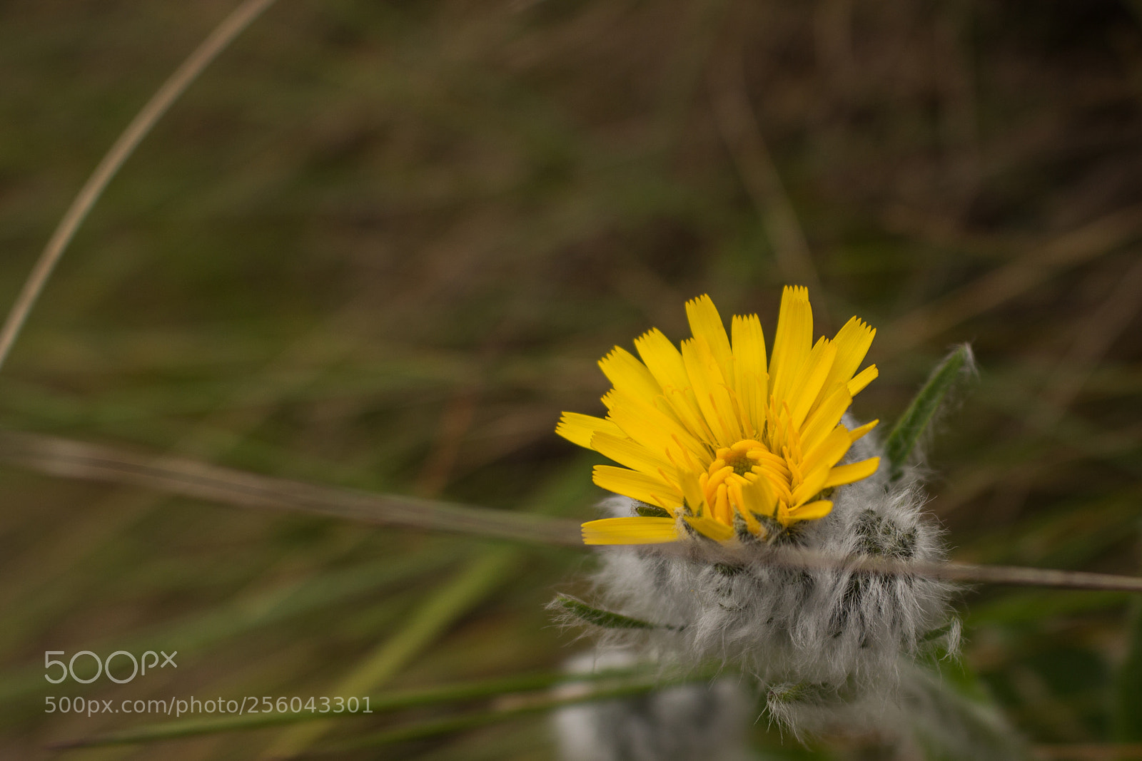 Canon EOS 700D (EOS Rebel T5i / EOS Kiss X7i) sample photo. Flor en media monta photography