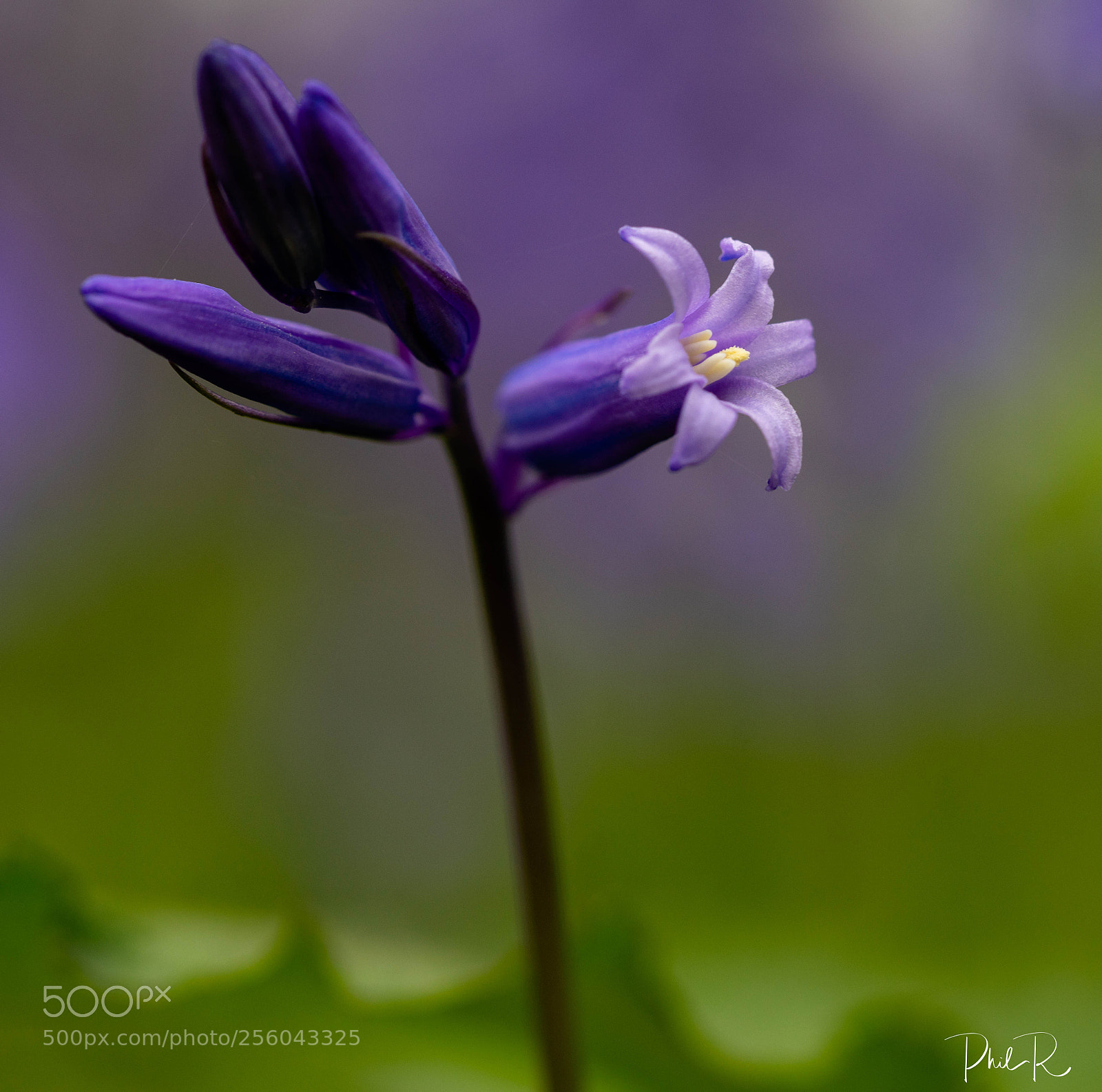 Sony a7R sample photo. Bluebells elegantly chime photography