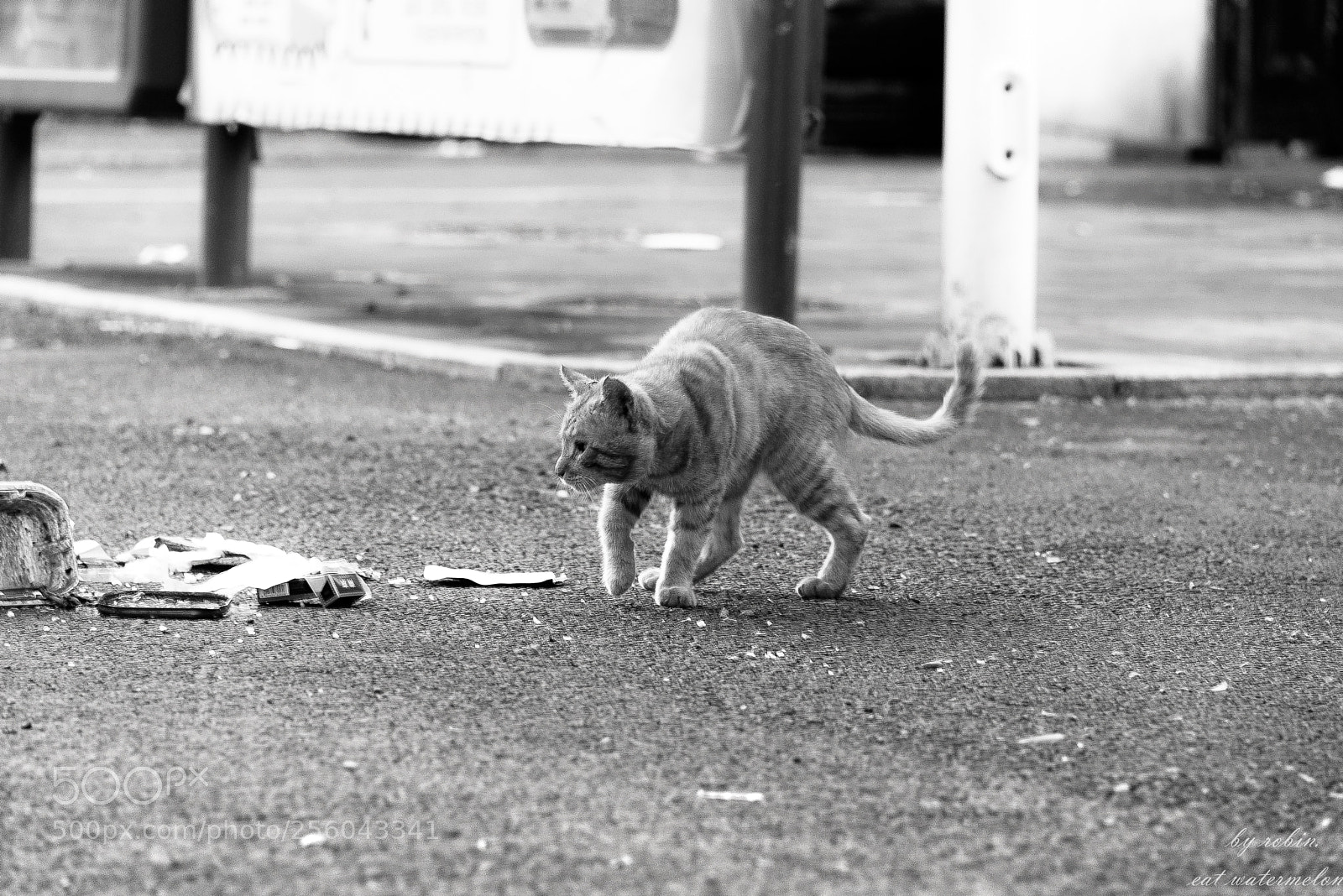 Nikon D750 sample photo. Feral cat photography