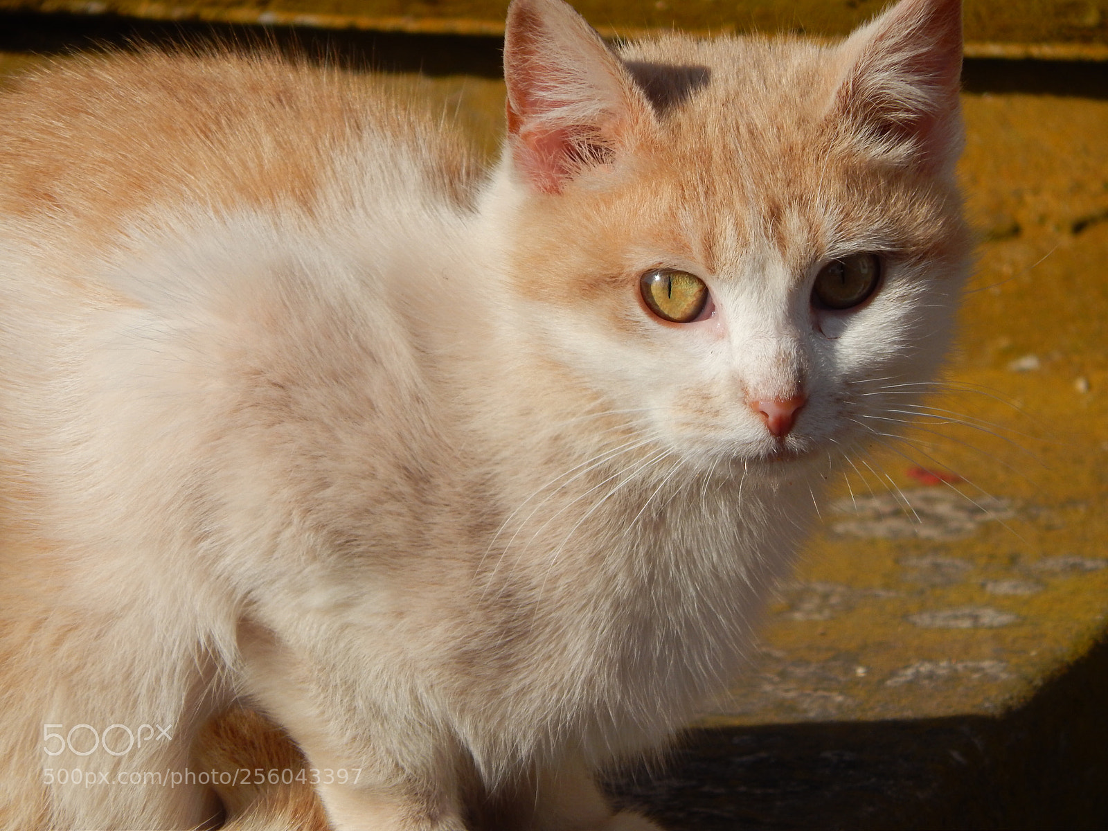 Nikon Coolpix L820 sample photo. Feral cat photography