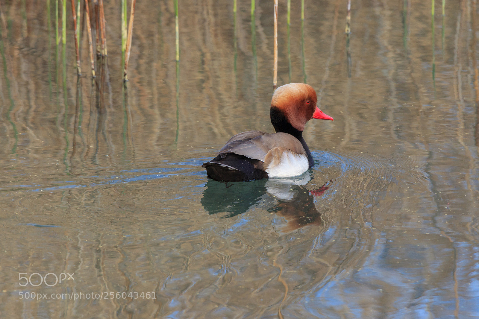 Canon EOS 5D Mark II sample photo. Red-crested pochard photography