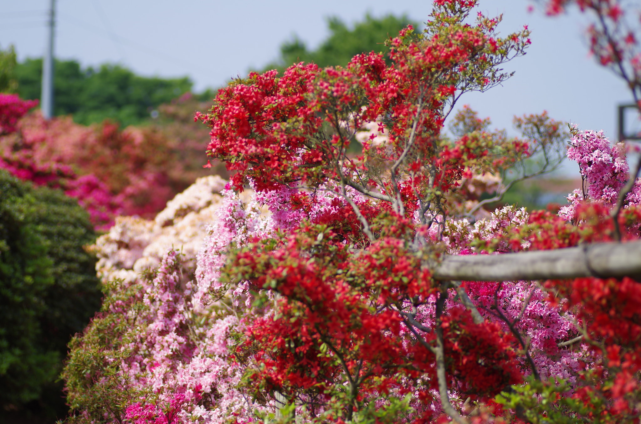 Pentax K-30 sample photo. Azalea photography