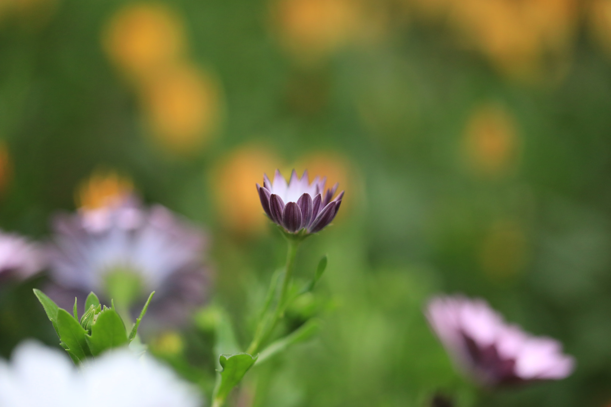 Canon EF 100mm F2.8L Macro IS USM sample photo. Purple in green photography