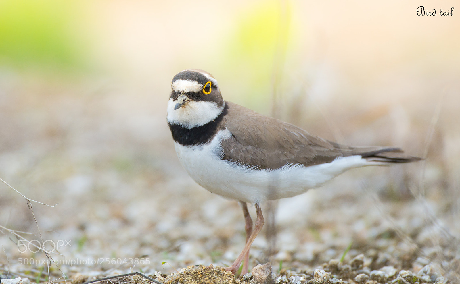 Nikon D4 sample photo. Little ringed plover in photography