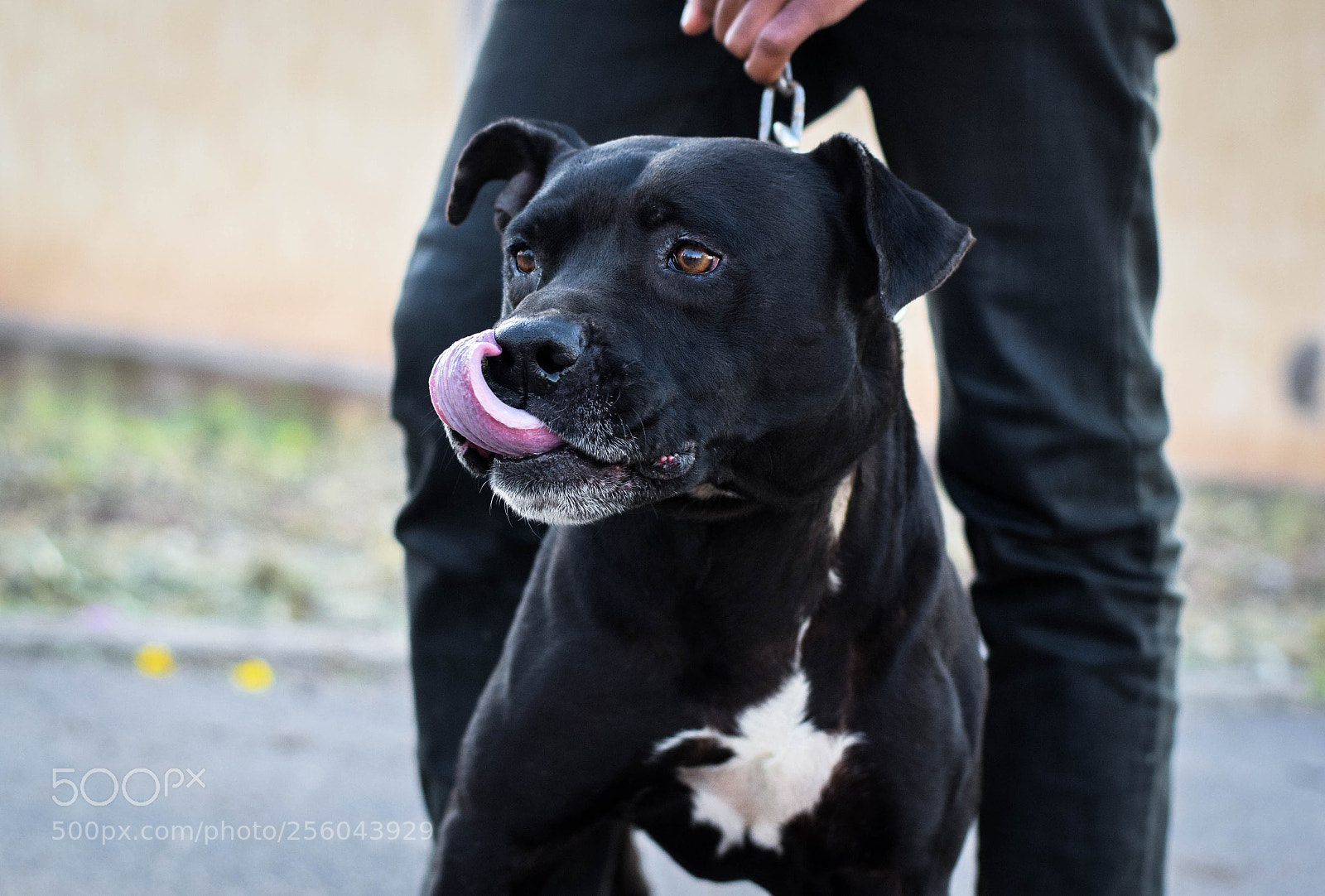 Nikon D3300 sample photo. Pitbull dog black photography