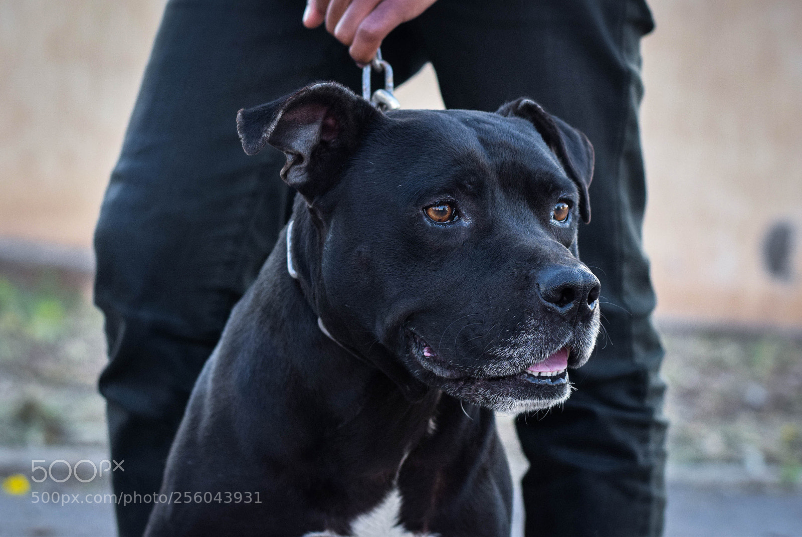 Nikon D3300 sample photo. Pitbull dog black photography