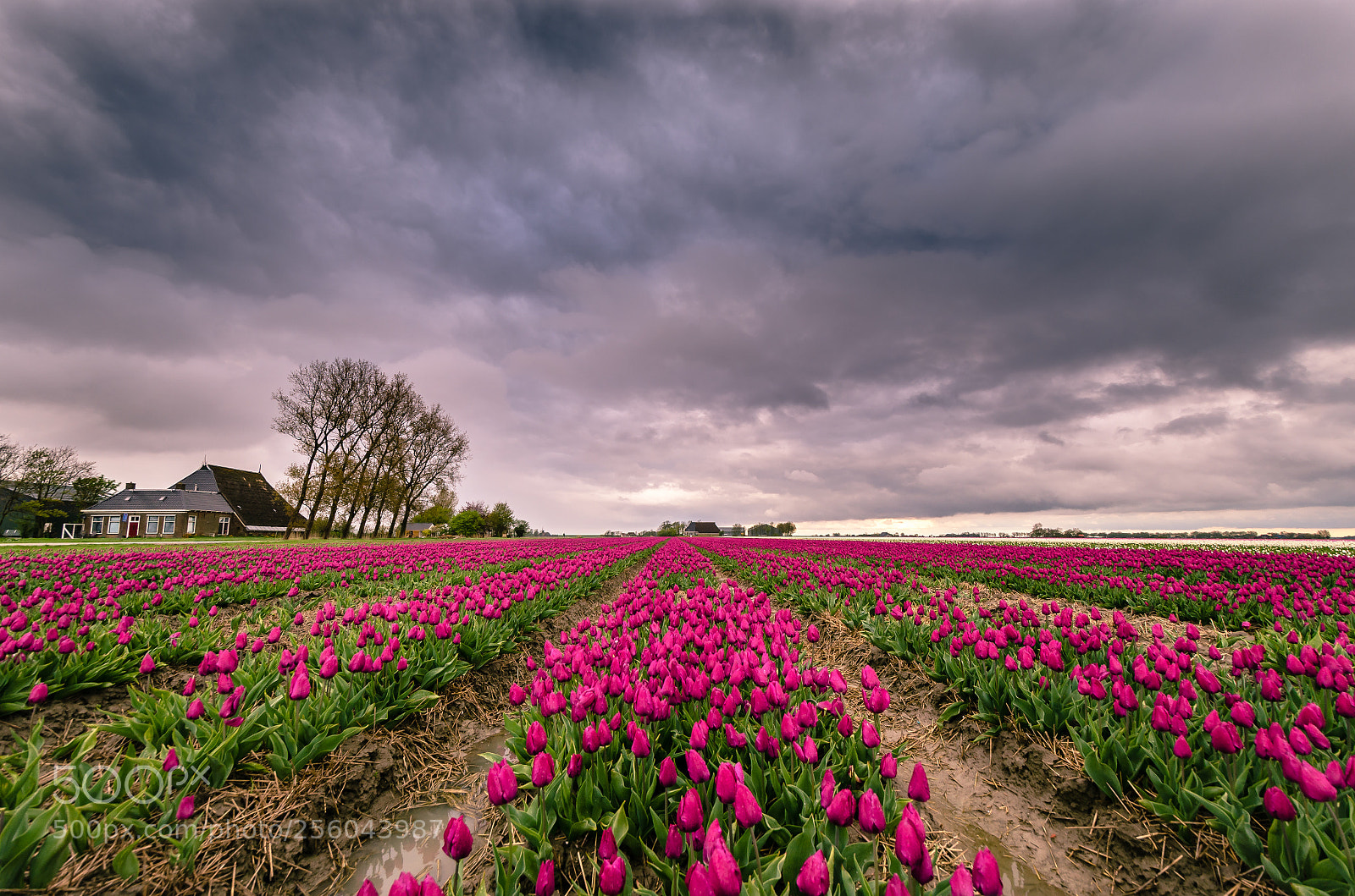 Nikon D7000 sample photo. Cloudscape tulips holland photography