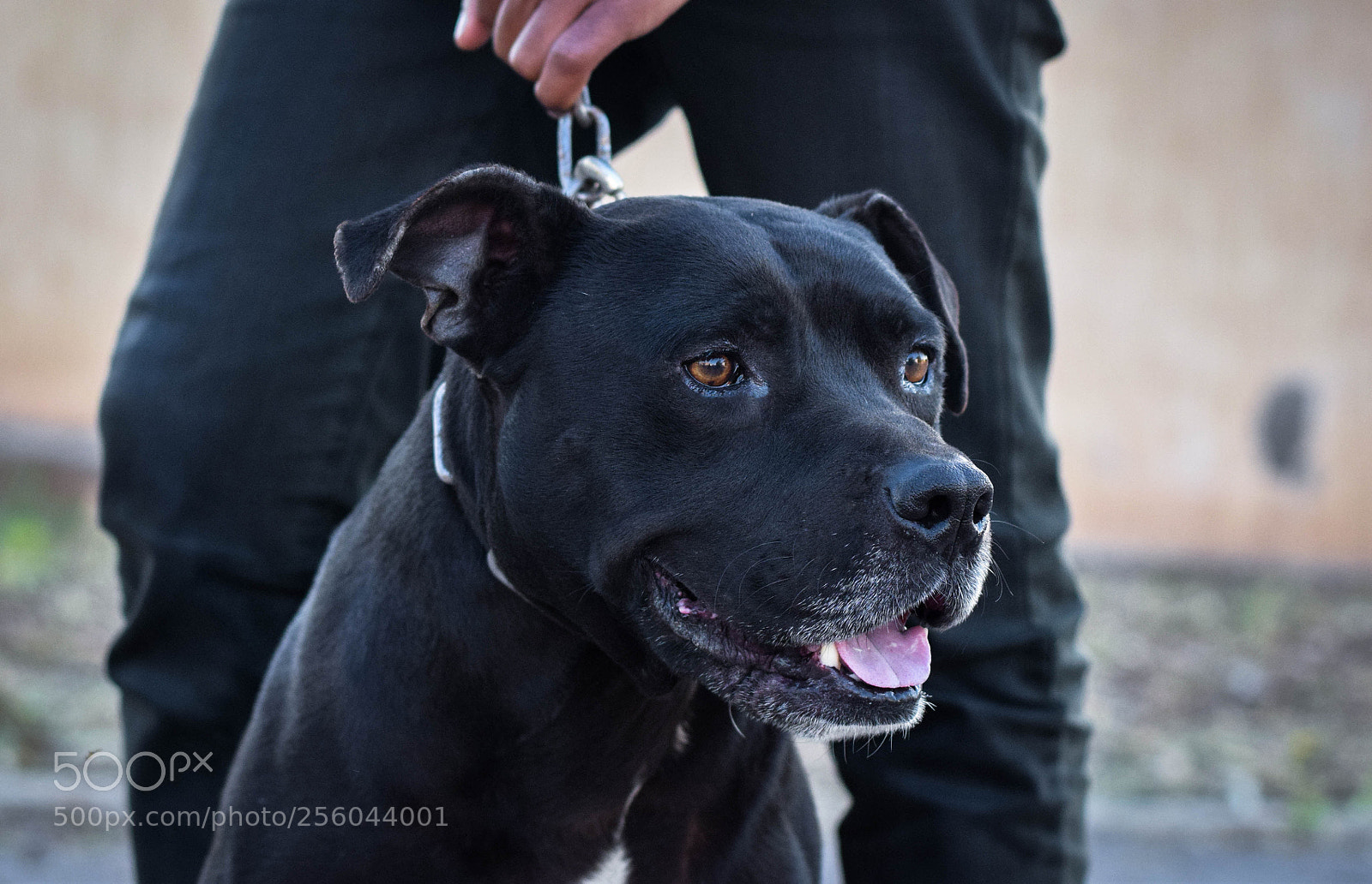 Nikon D3300 sample photo. Pitbull dog black photography