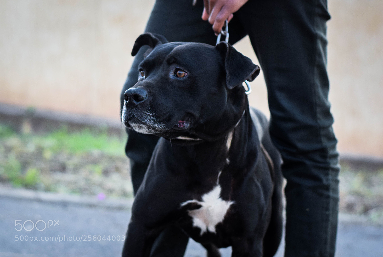 Nikon D3300 sample photo. Pitbull dog black photography