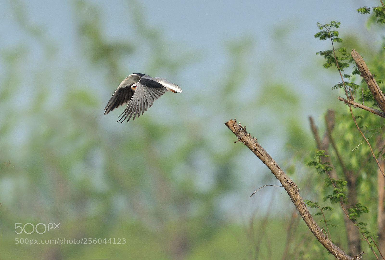 Nikon D500 sample photo. Black-winged kite photography