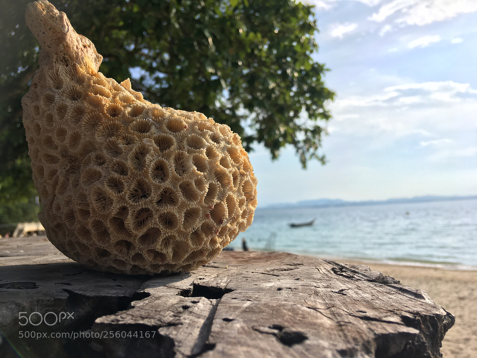Apple iPhone 6s Plus sample photo. Untitled photography