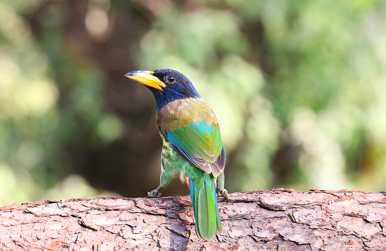 Canon EOS 70D sample photo. Great barbet photography
