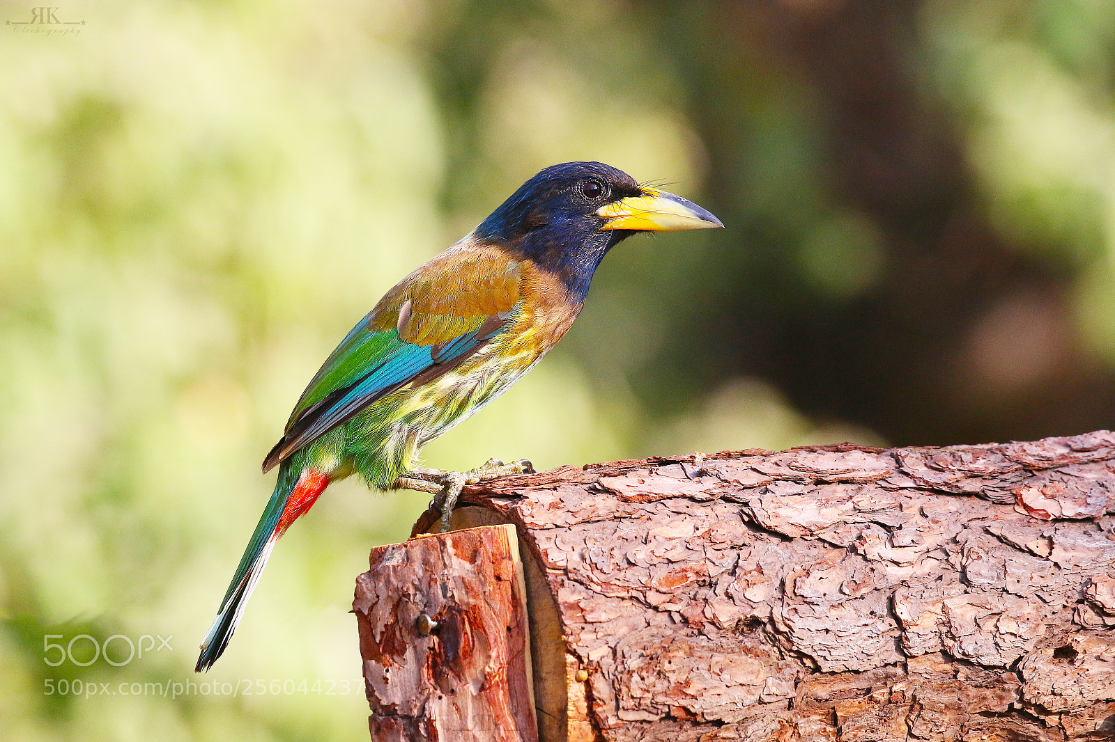 Canon EOS 70D sample photo. Great barbet photography