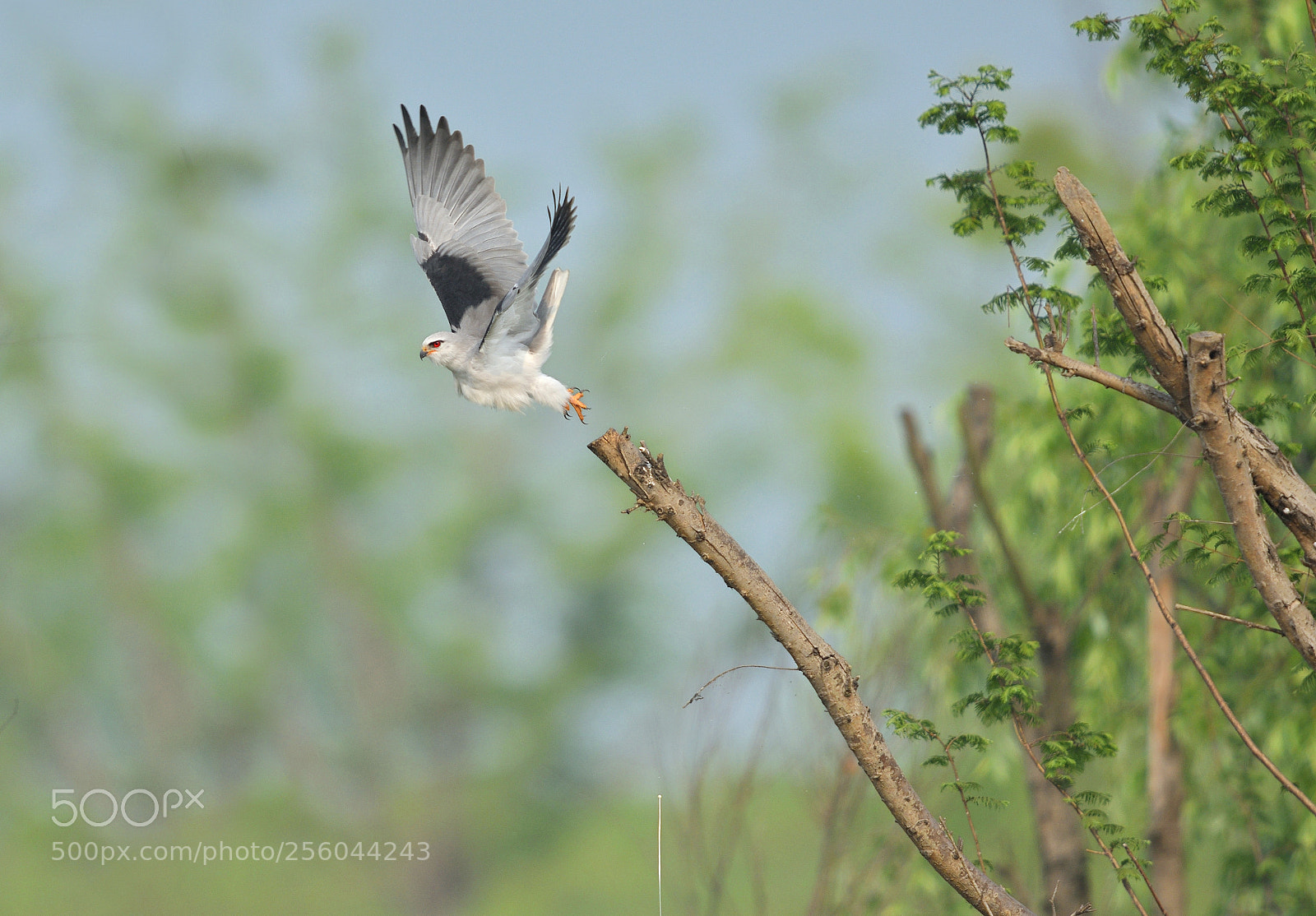 Nikon D500 sample photo. Black-winged kite photography
