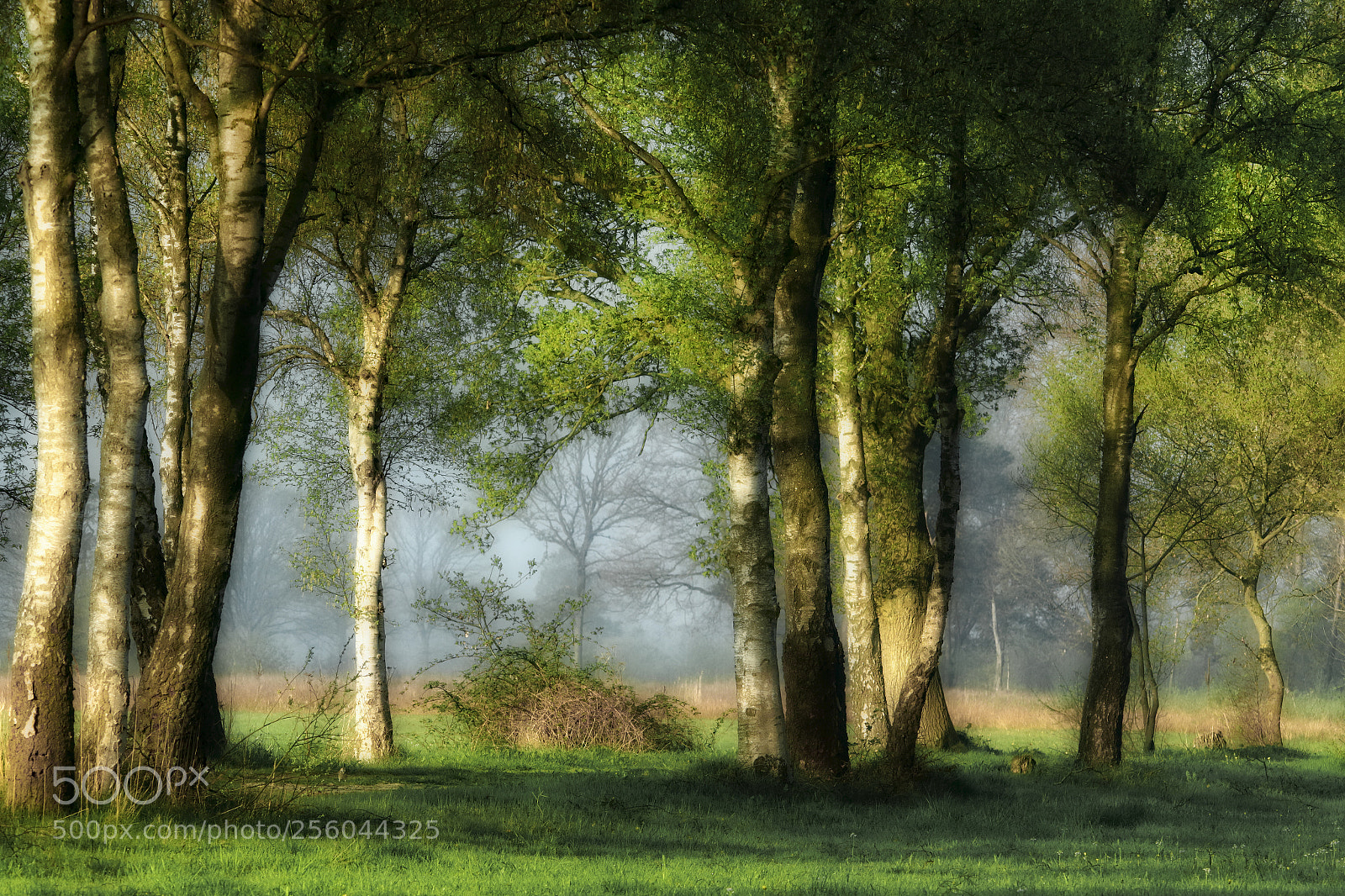 Canon EOS 7D Mark II sample photo. Morning at the swamp photography