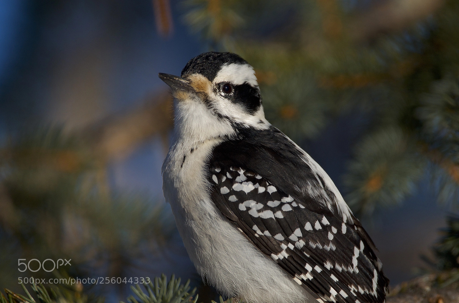 Nikon D7000 sample photo. Hairy woodpecker photography