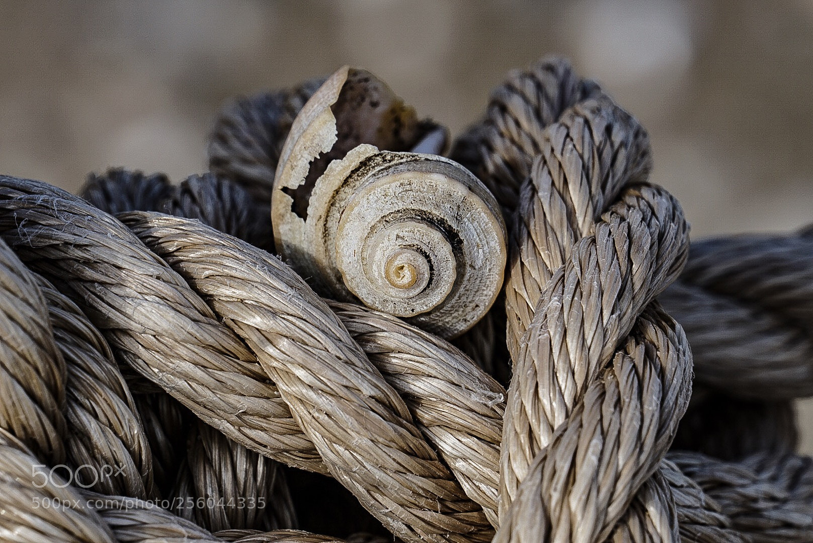Sony a6300 sample photo. Tie up my fragile photography
