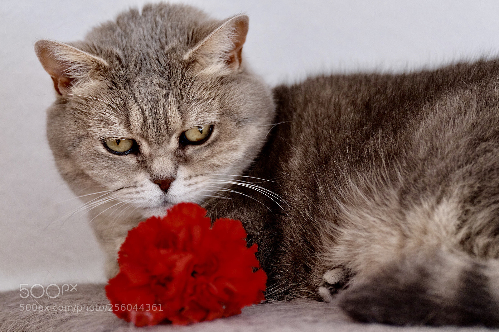 Fujifilm X-T1 sample photo. Sally mit nelke photography