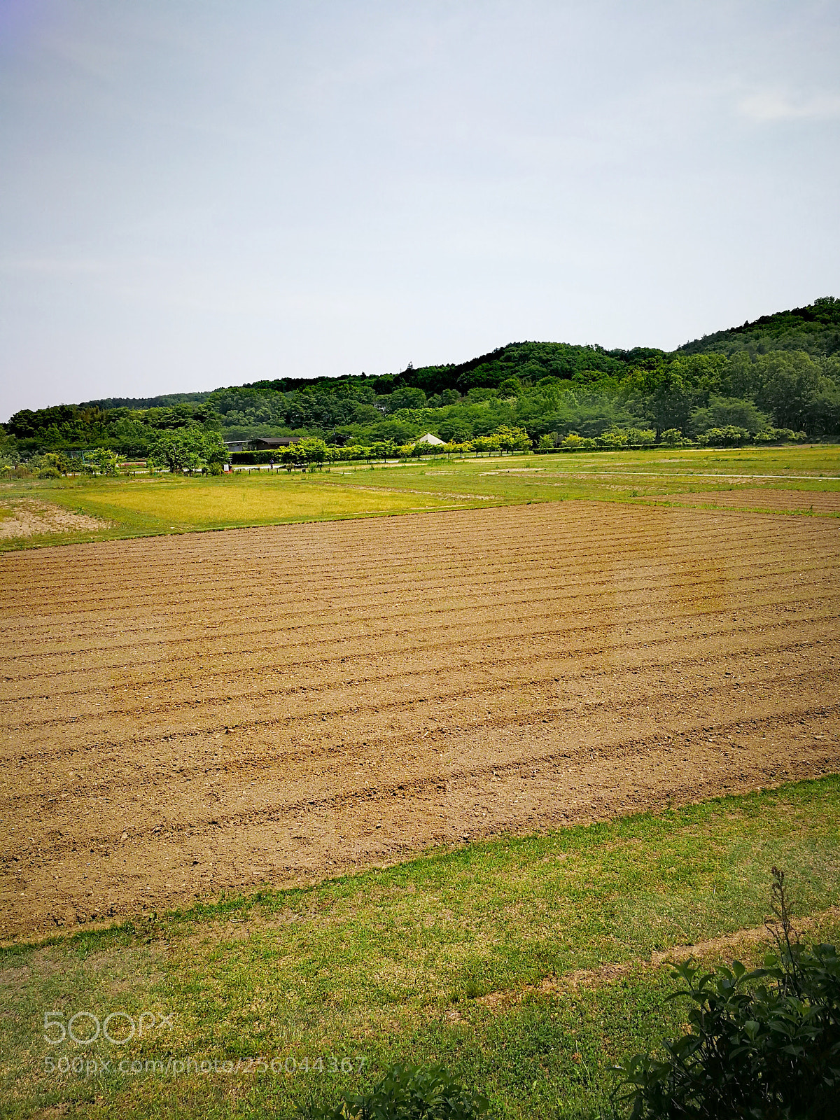 HUAWEI Mate 9 sample photo. 巾着田 photography