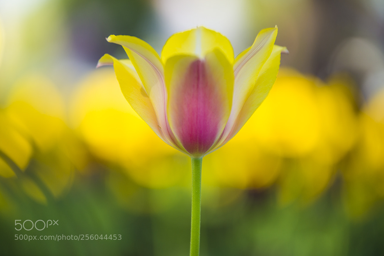 Nikon D610 sample photo. Tulip photography