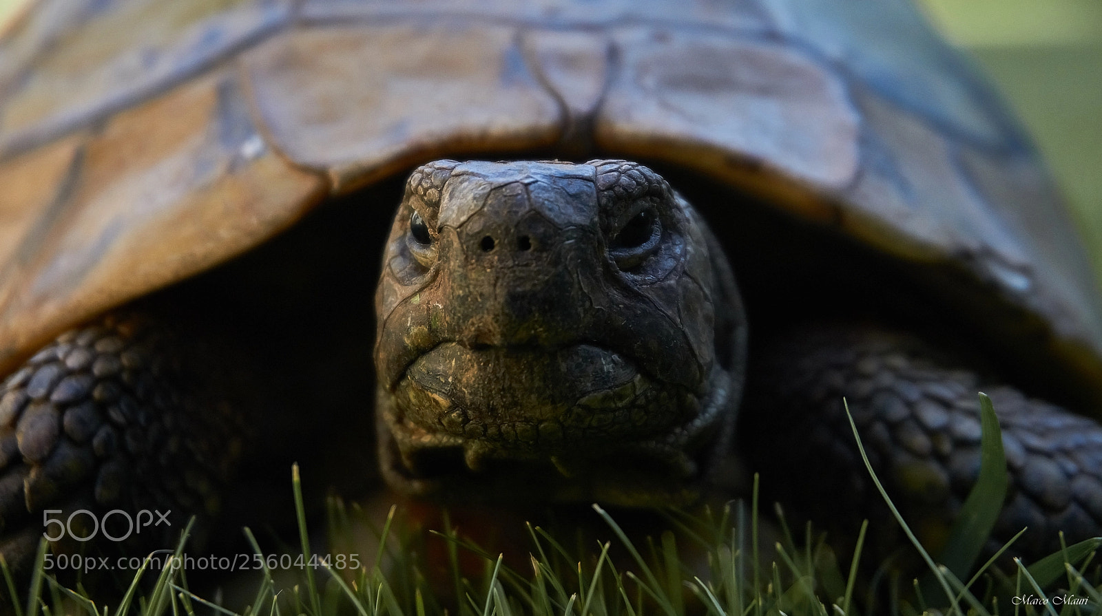 Sony a6000 sample photo. Turtle photography