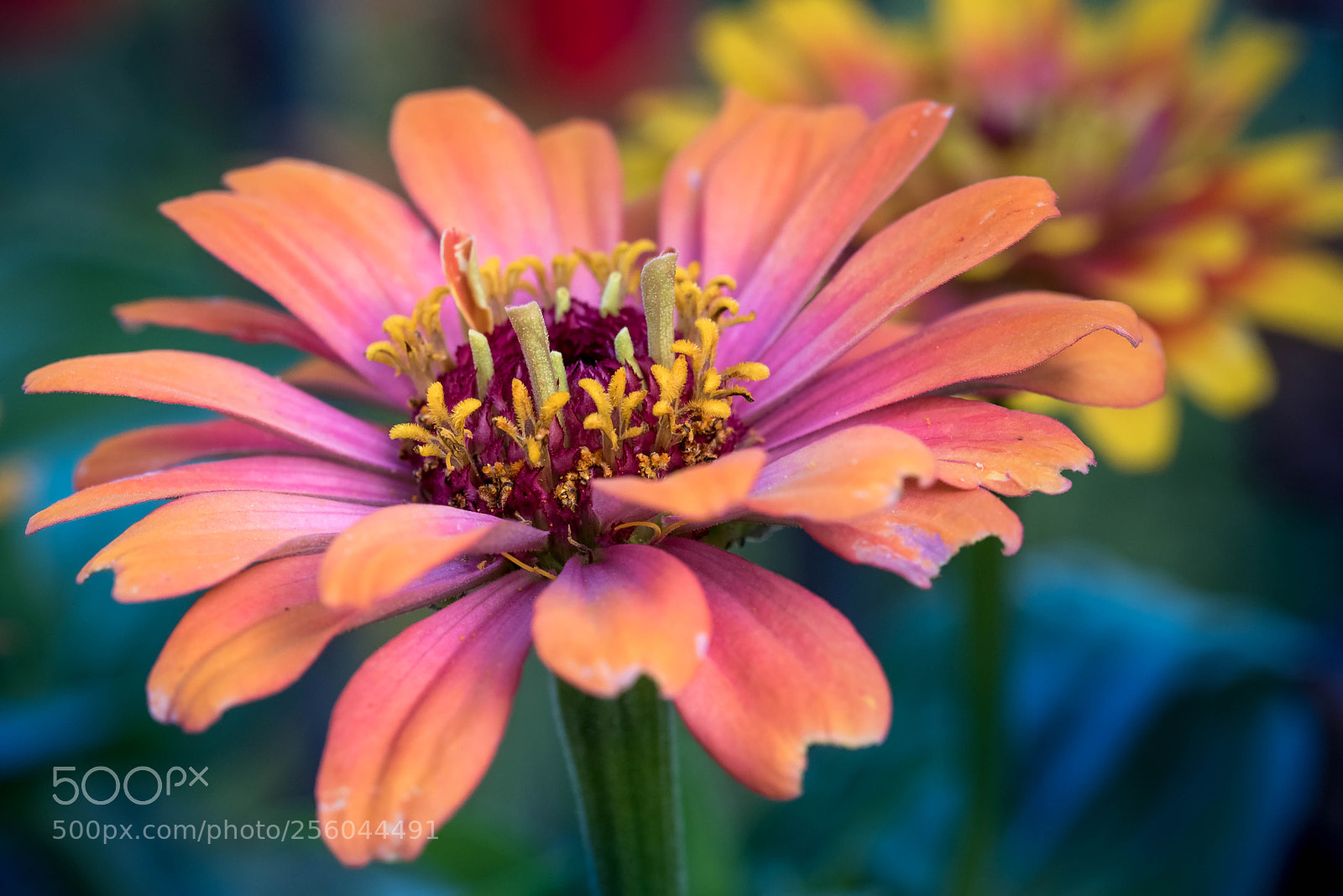 Nikon D750 sample photo. Imperfections photography